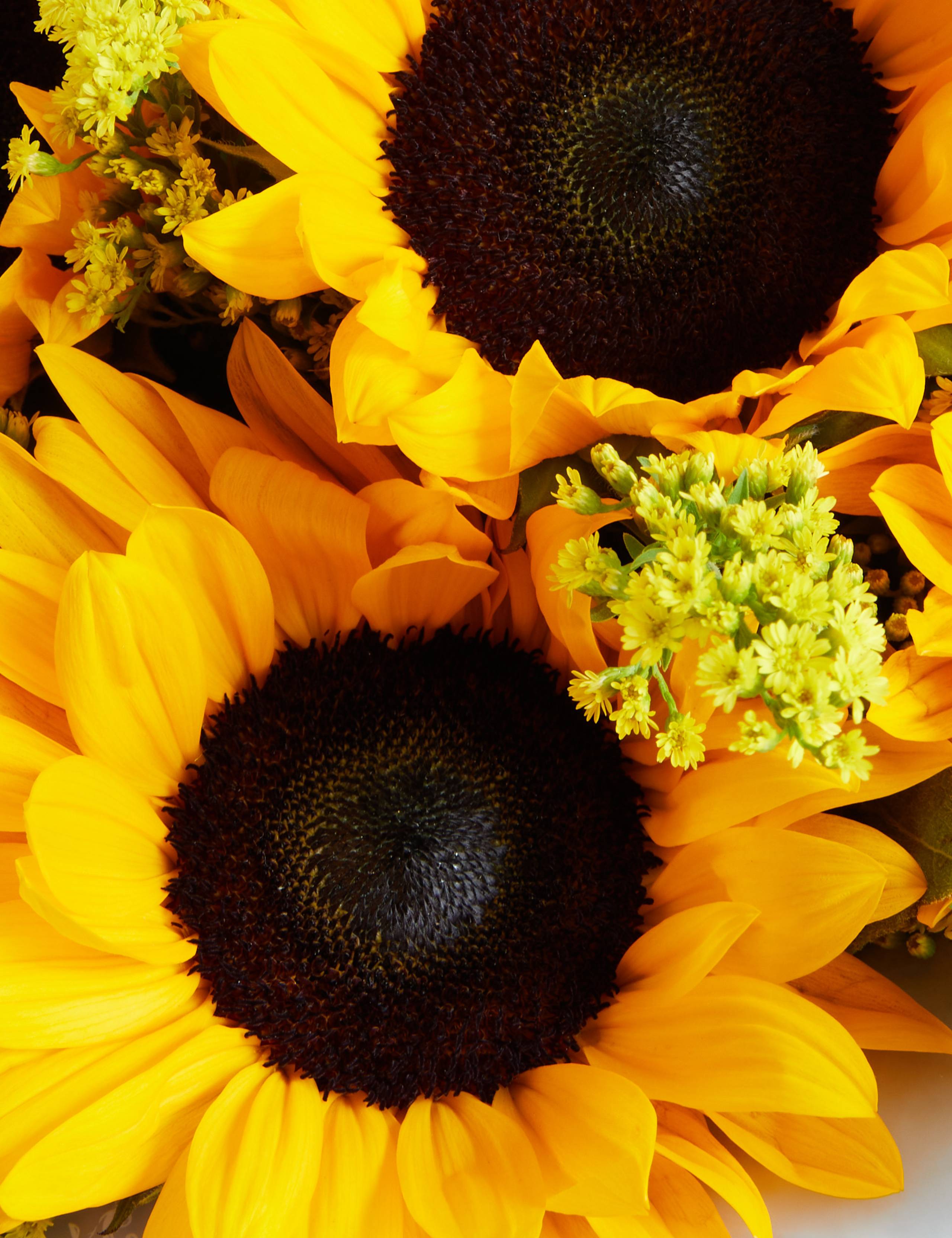 Sunflower Gift Bag with Grow Your Own Sunflowers Brick 4 of 6