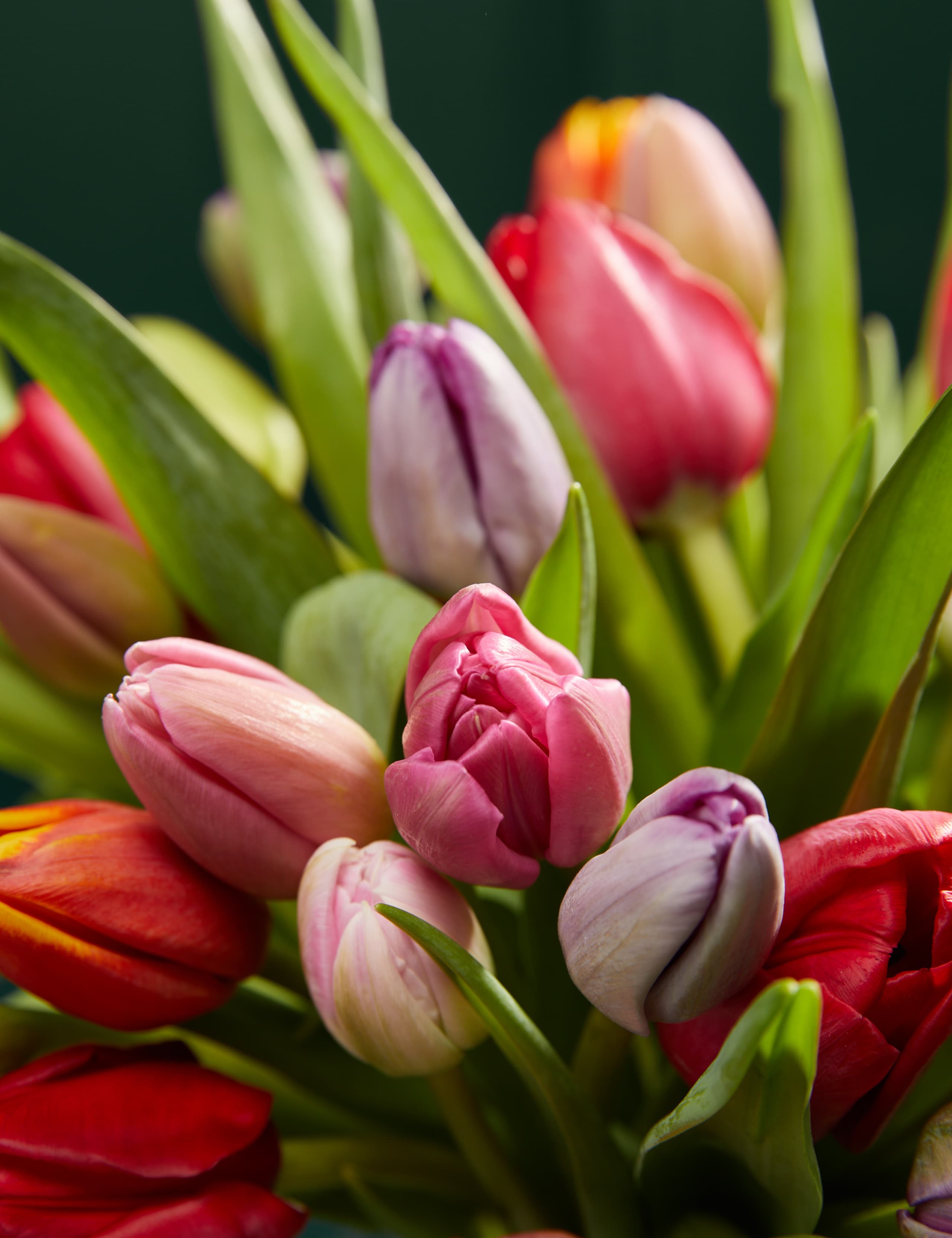 Tulipmania Bouquet 3 of 5