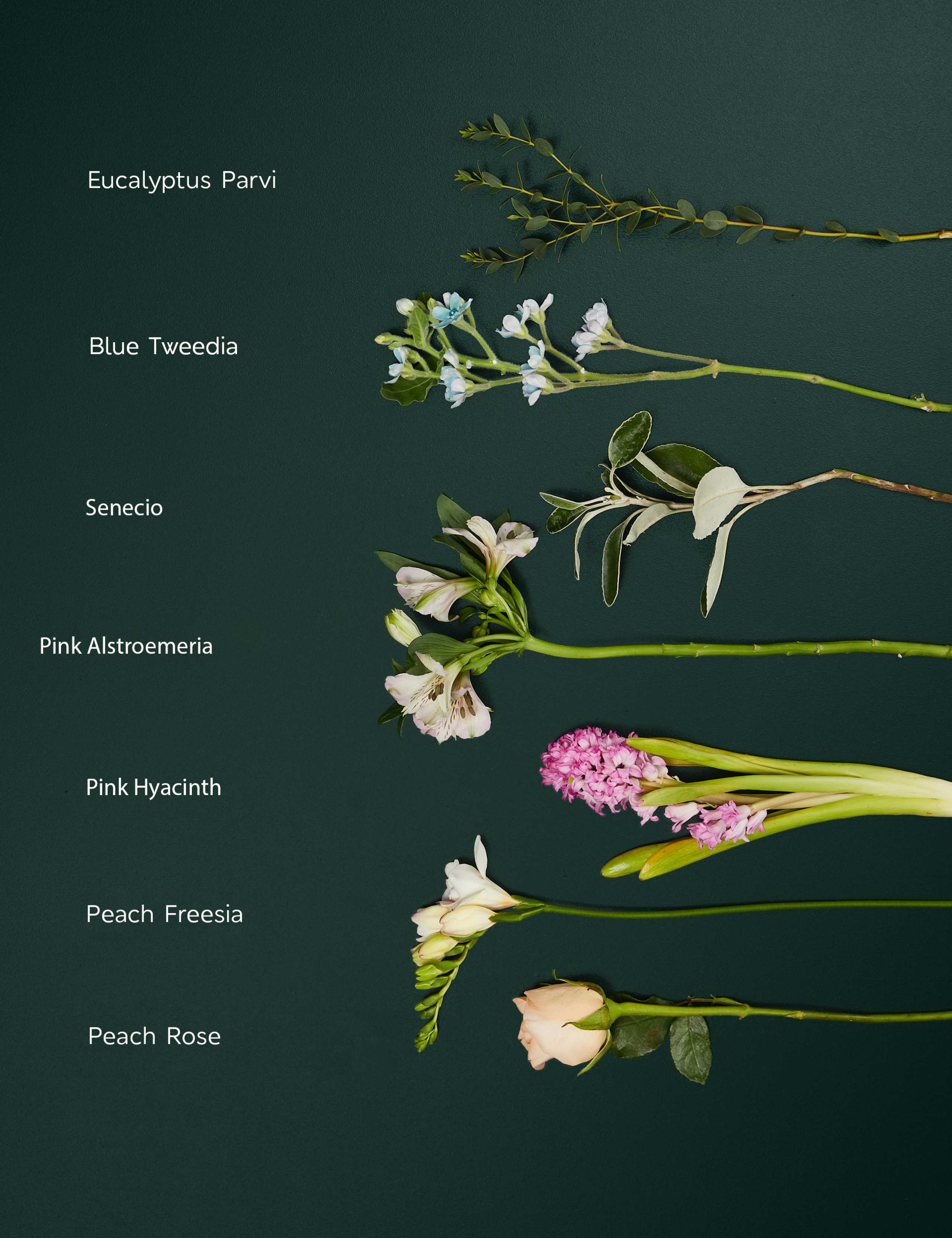 Sweetly Scented Freesia, Tweedia & Hyacinth Bouquet 4 of 7