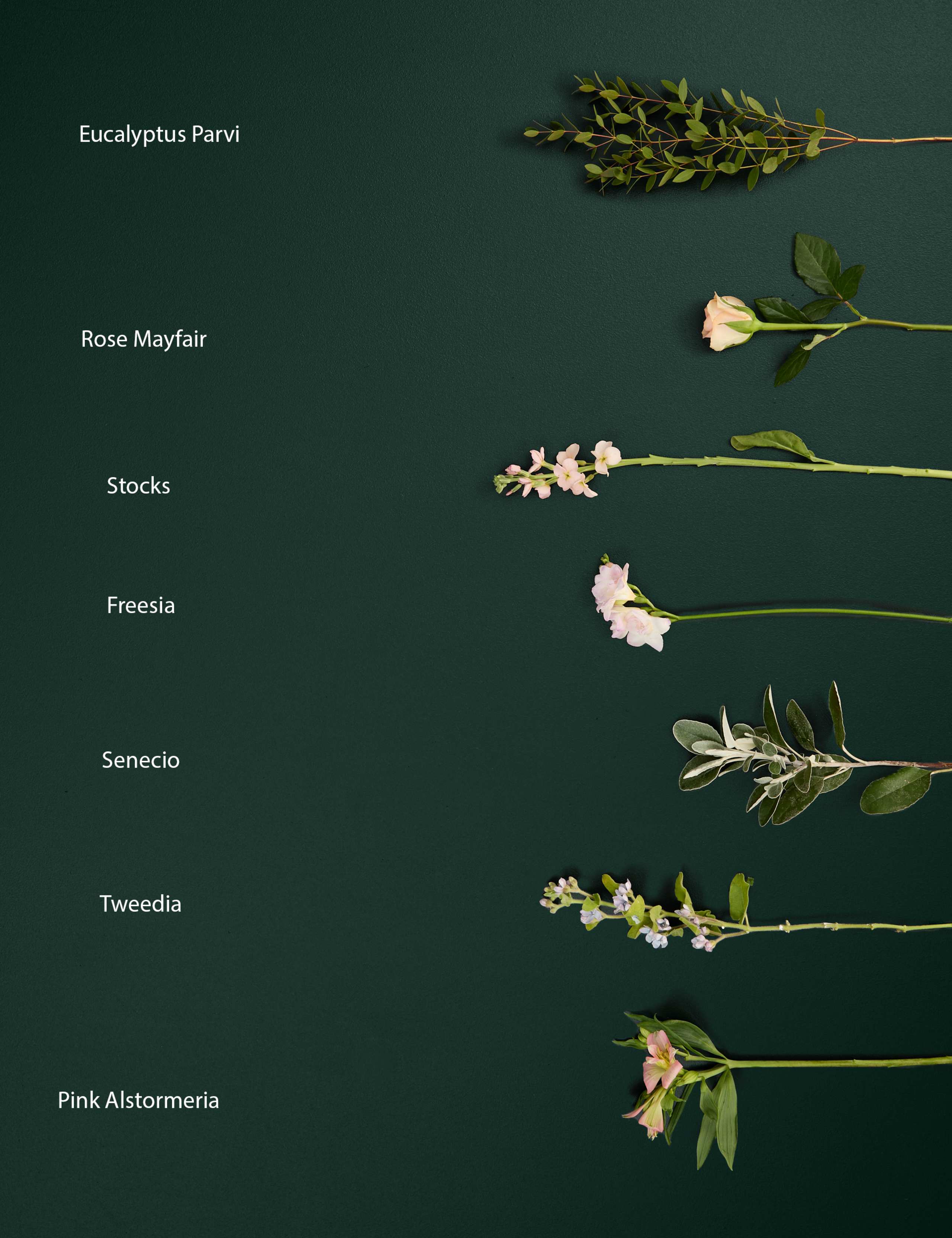 Sweetly Scented Freesia, Tweedia & Stock Bouquet 4 of 6