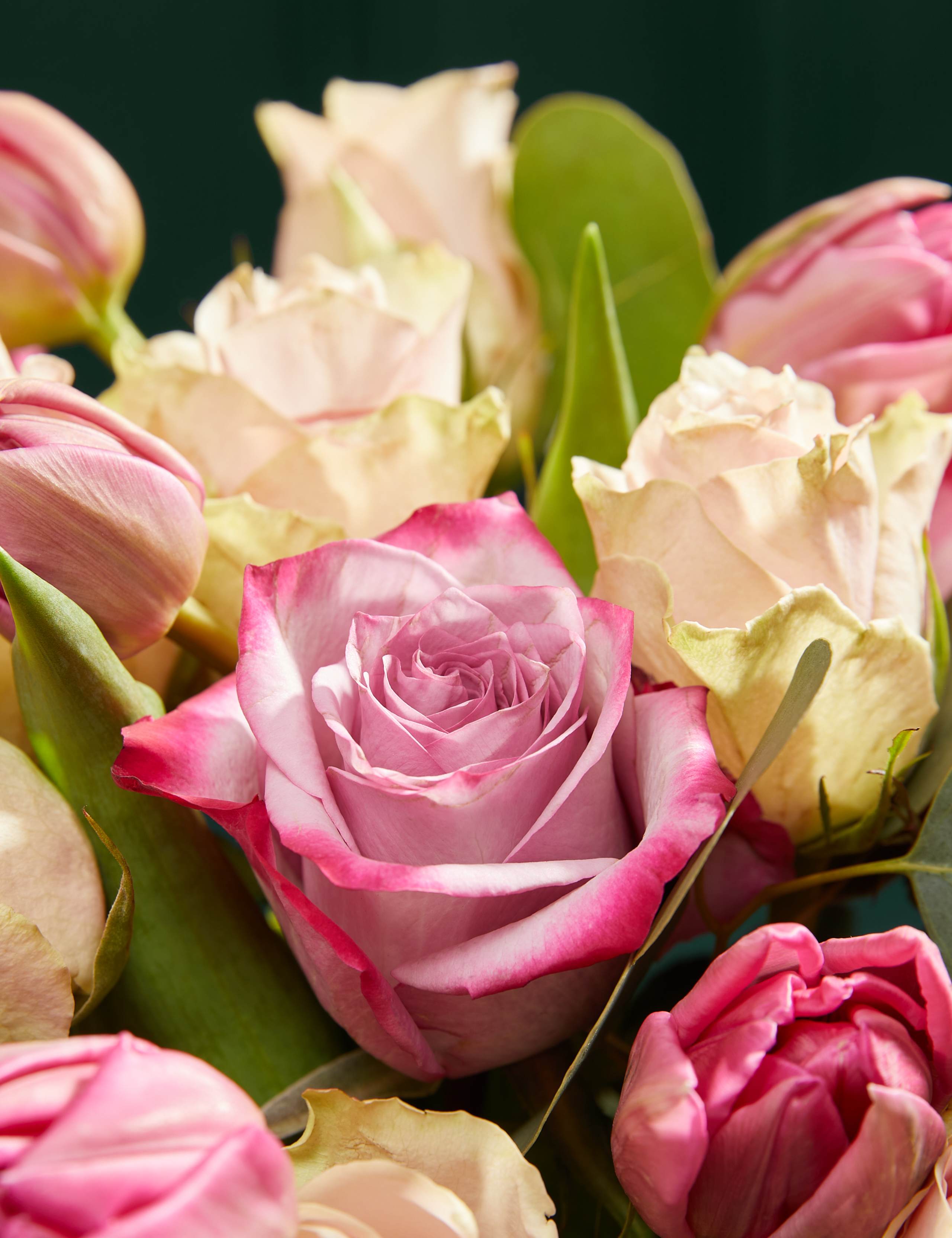 Rose, Germini & Stock 3 of 5