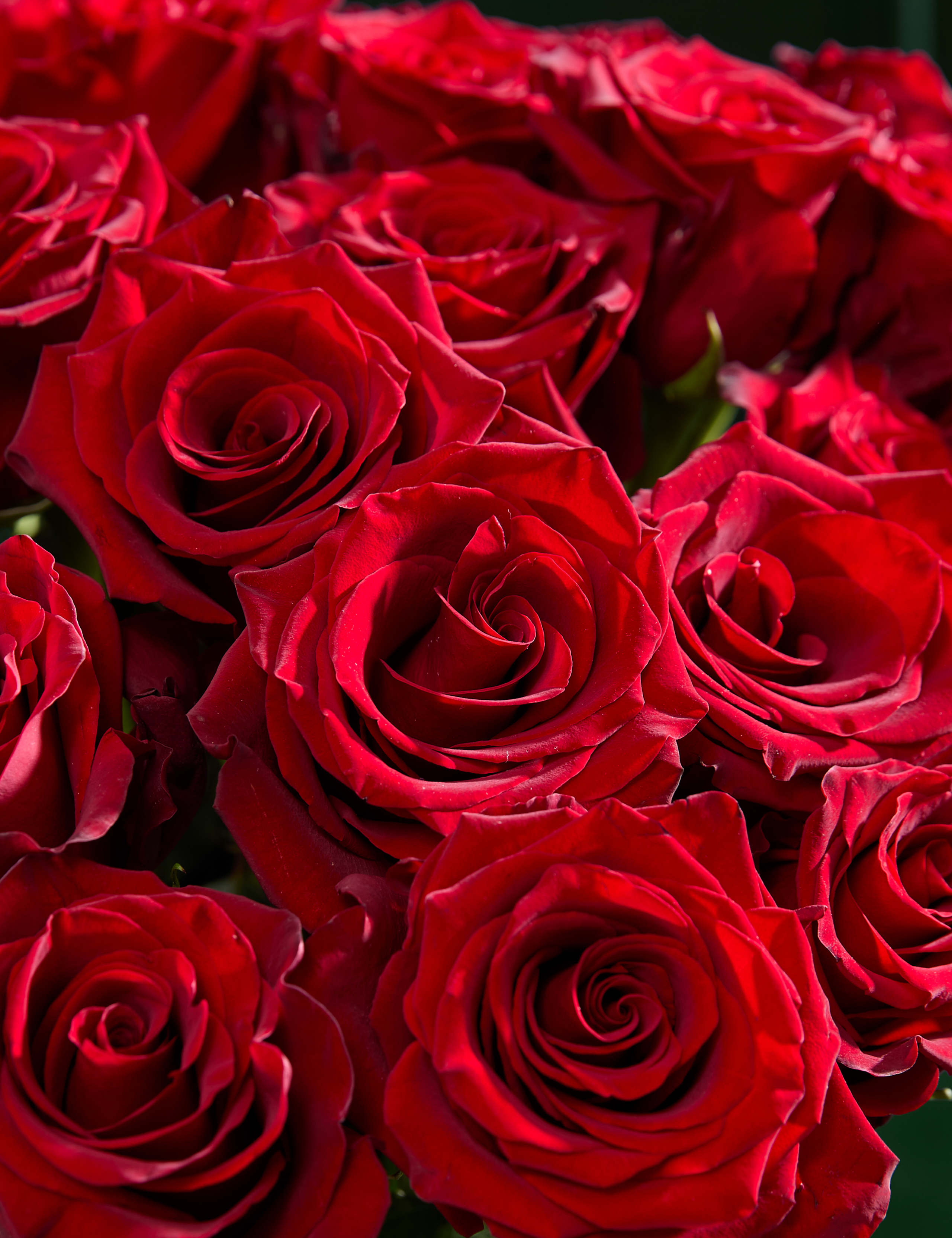 Valentine's Exquisite Red Rose Bouquet 4 of 8