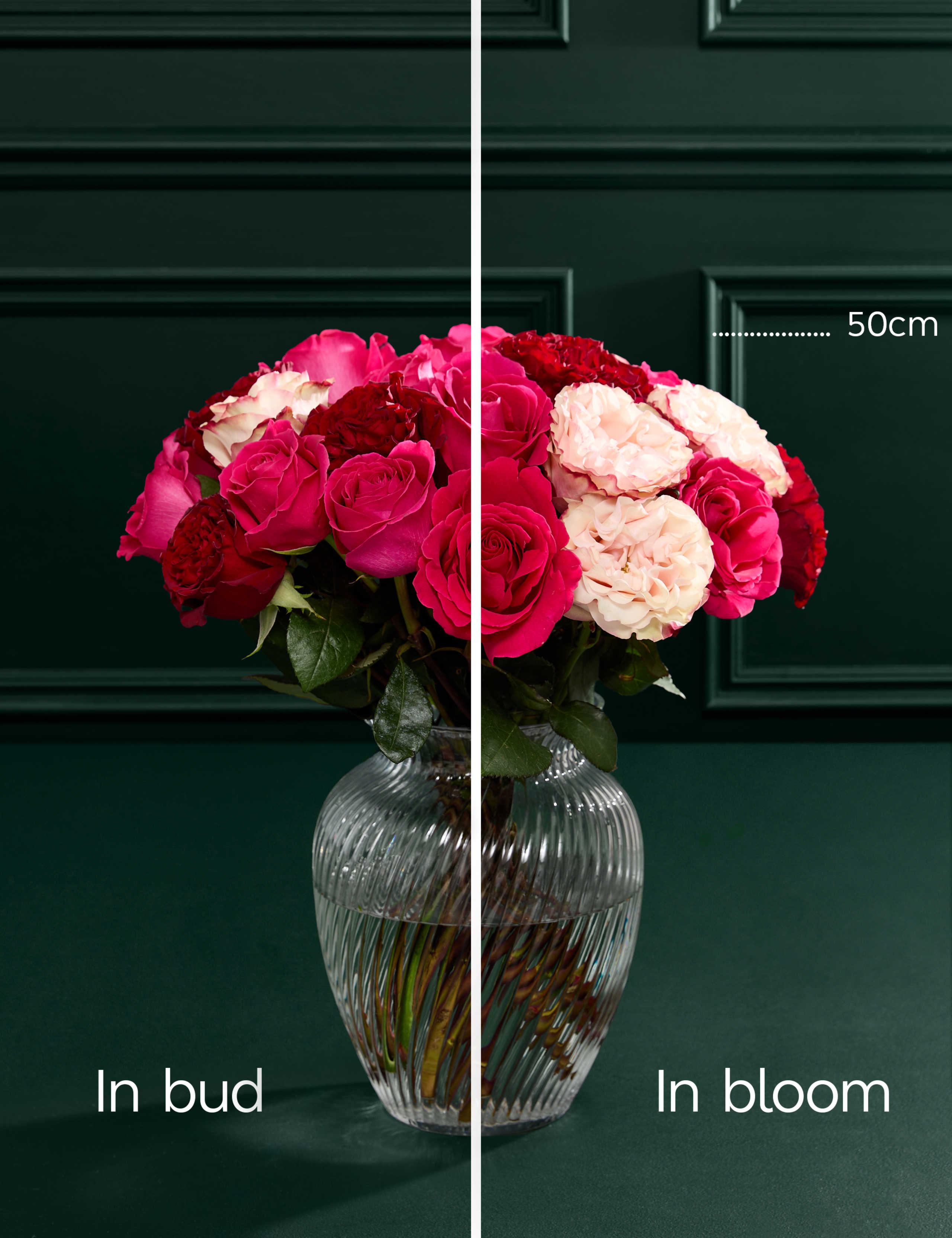 Valentine's Cerise, Red and Pink Mixed Rose Bouquet 4 of 6