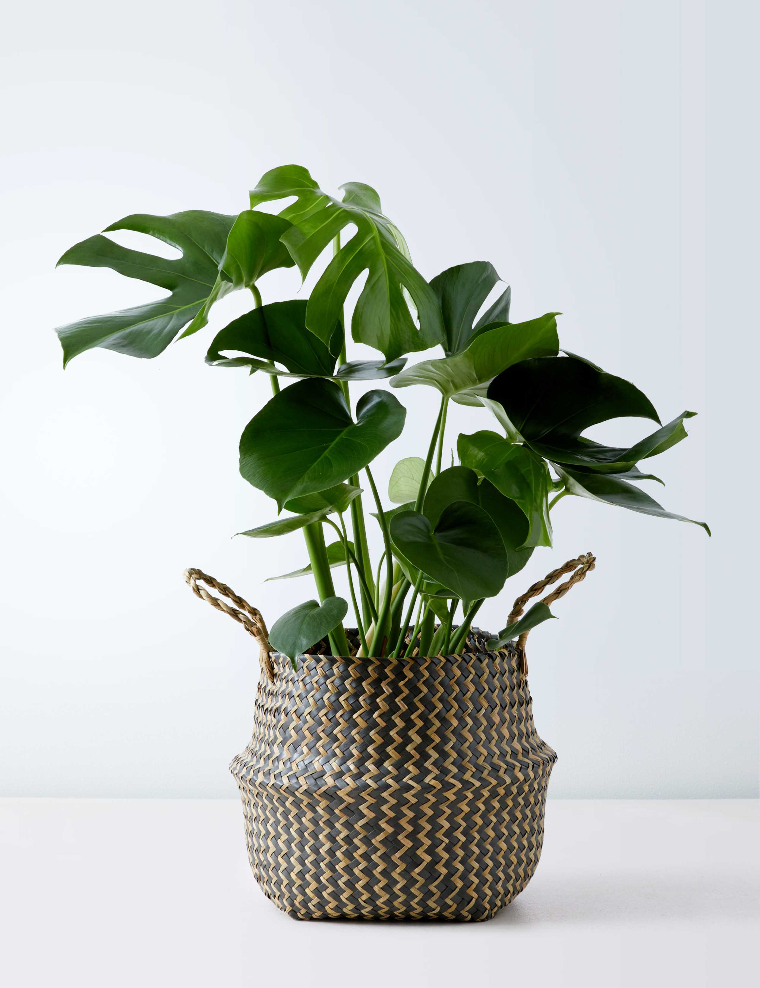 black robusta snake plant Sansevieria trifasciata 'Black Coral'