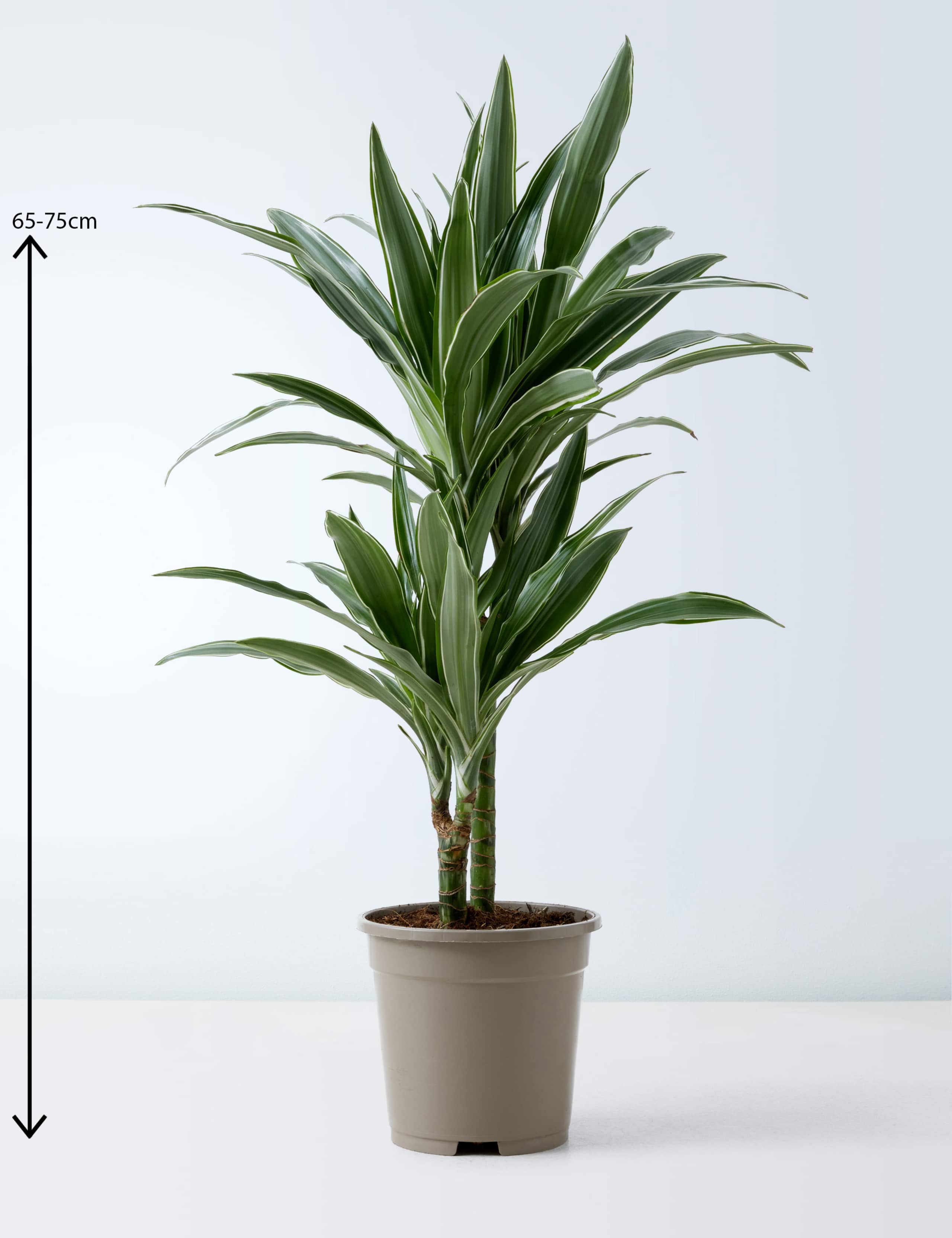 Draecana Plant 3 of 5