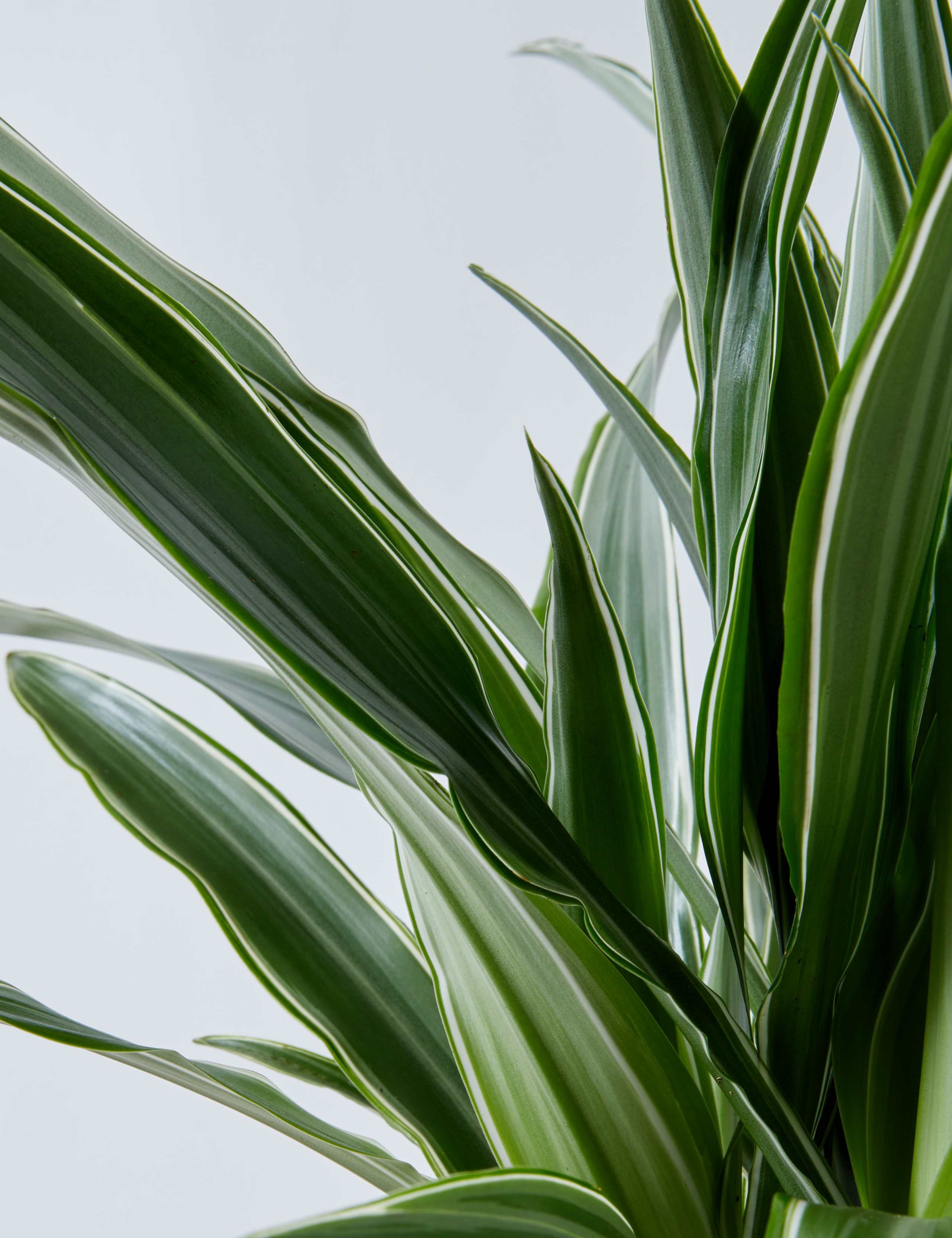 Draecana Plant 4 of 5