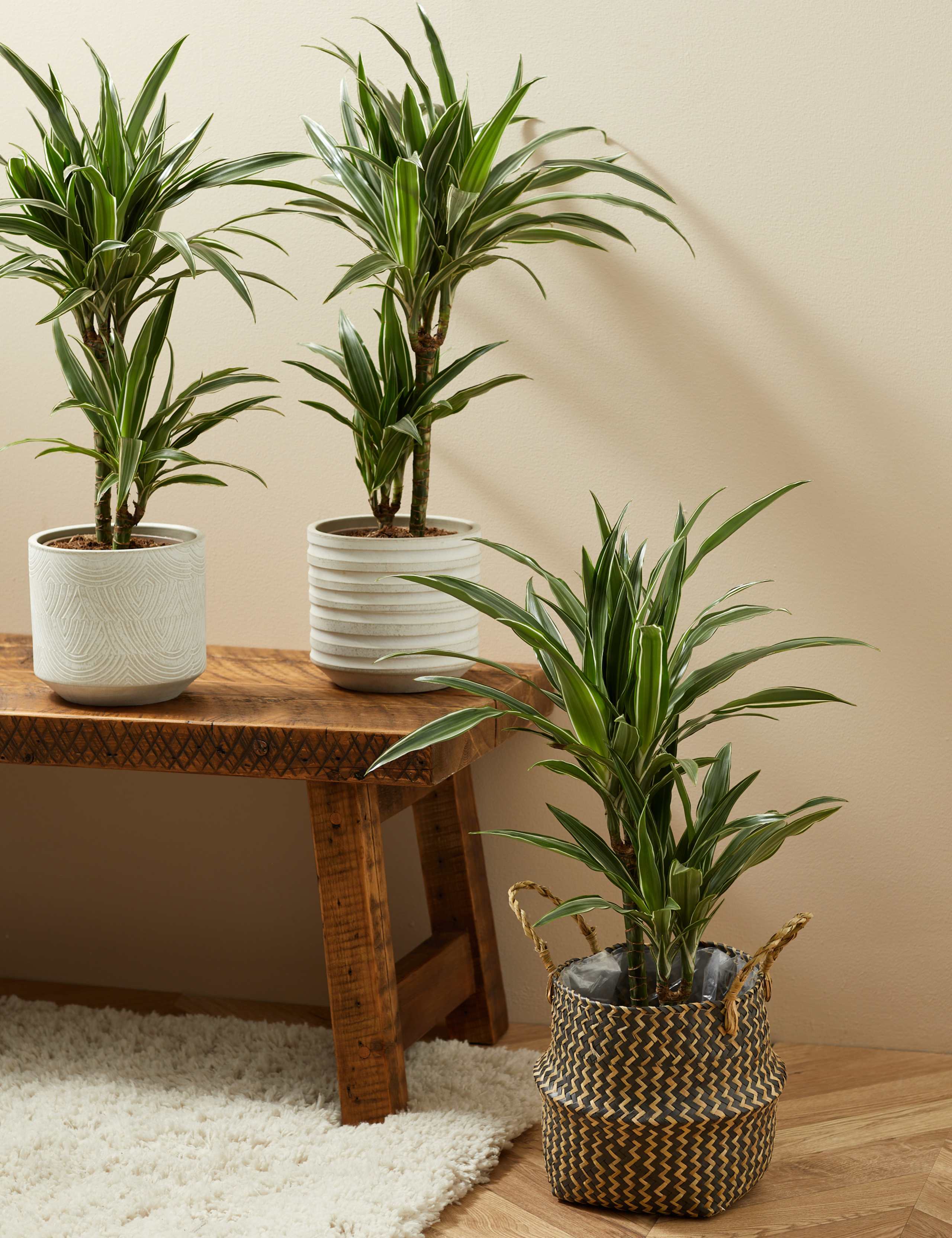 Draecana Plant 5 of 5