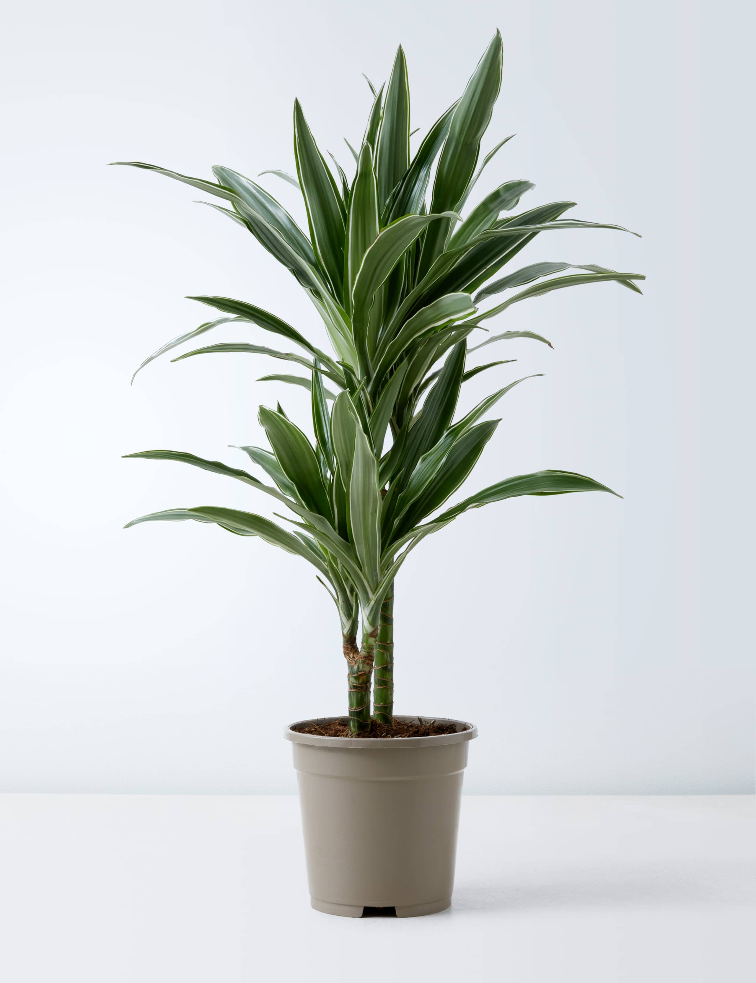 Draecana Plant 2 of 5