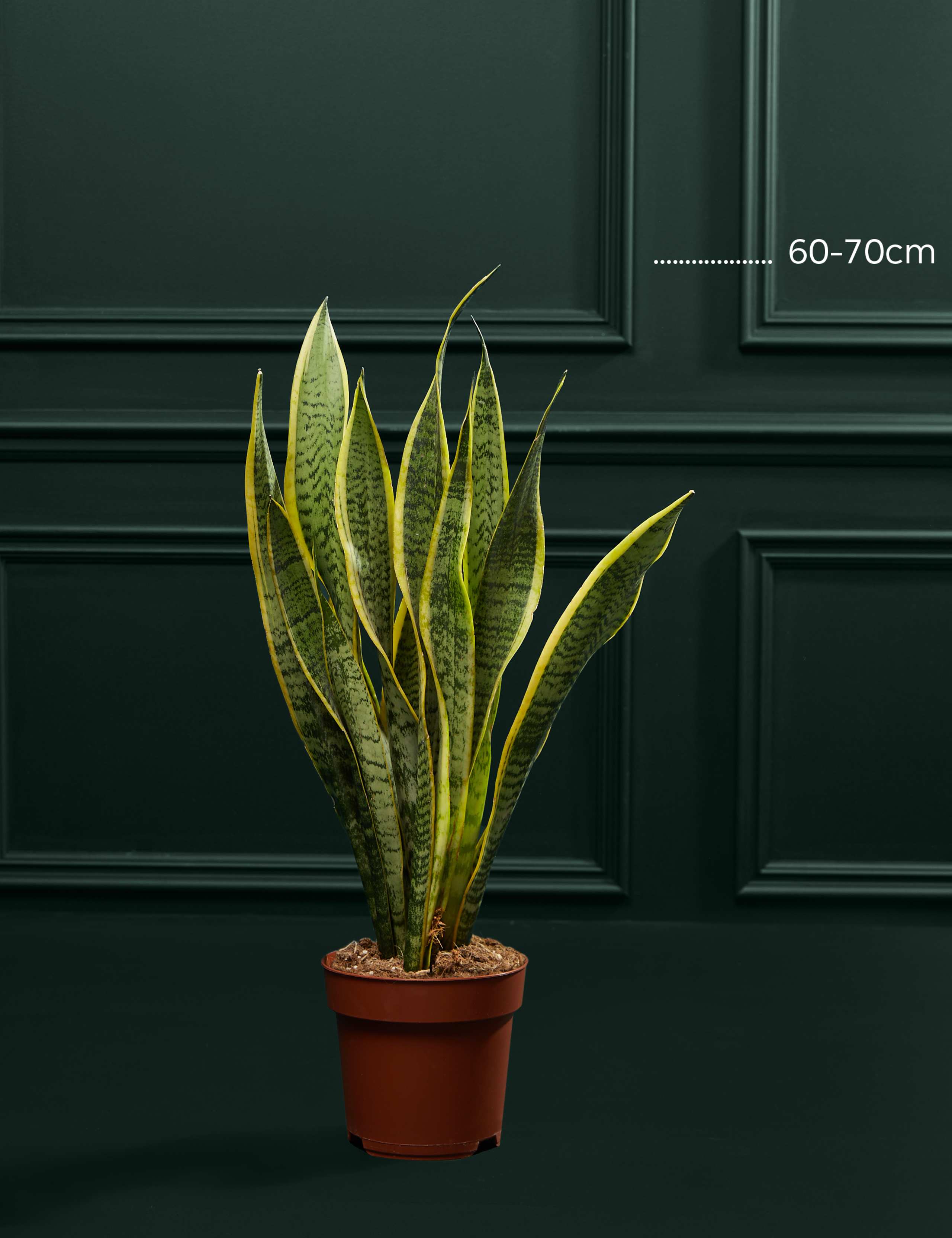 Large Sansevieria Plant 1 of 4