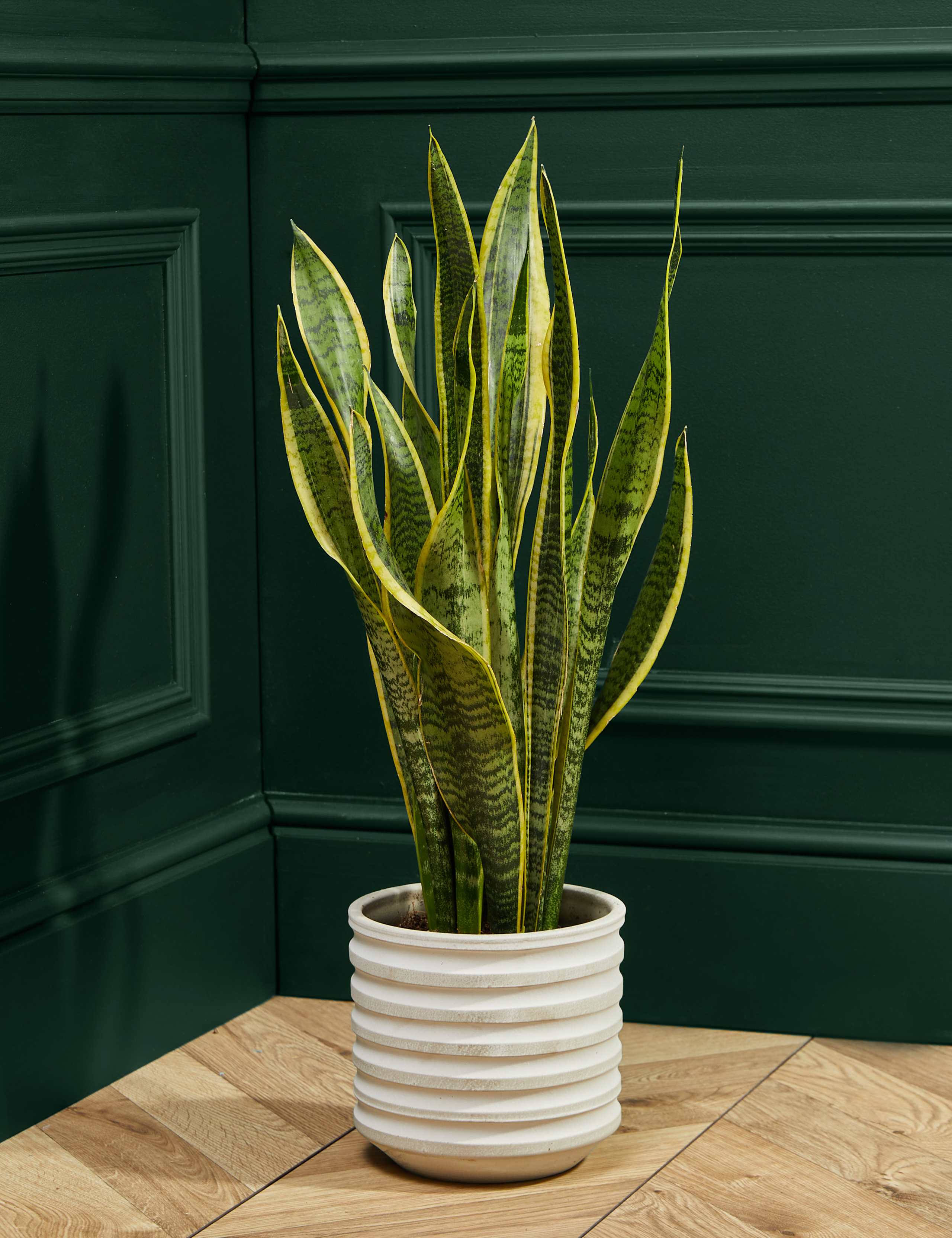 Large Sansevieria Plant 3 of 4