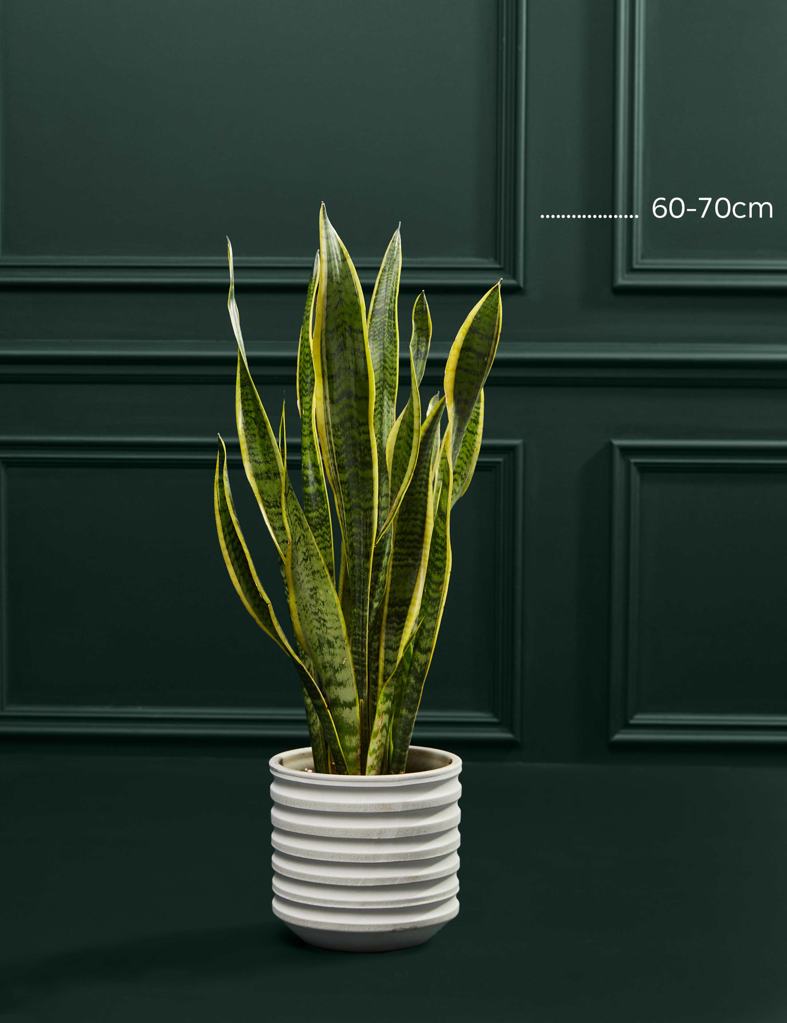 Large Sansevieria Plant 4 of 4