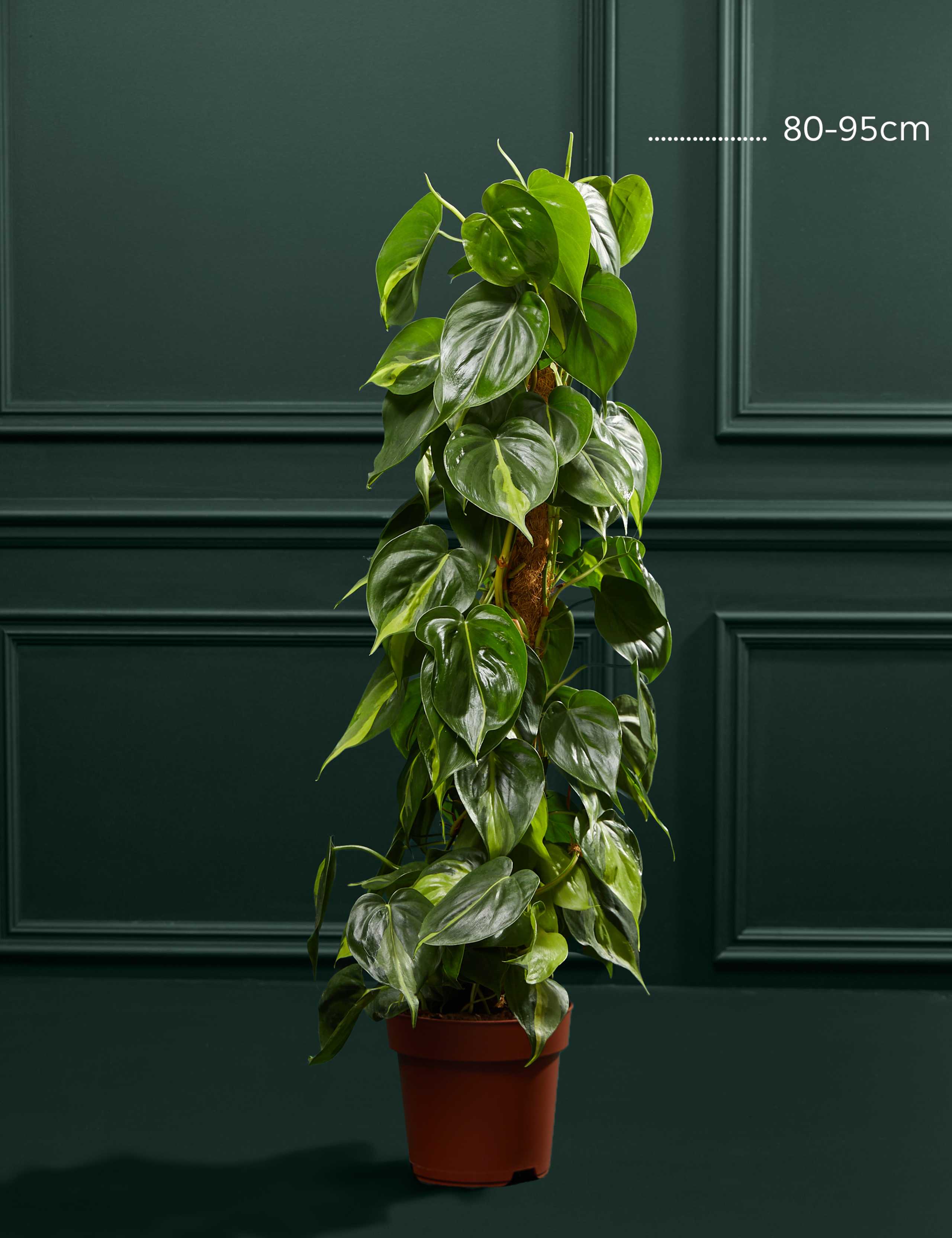 Large Philodendron Plant 3 of 4