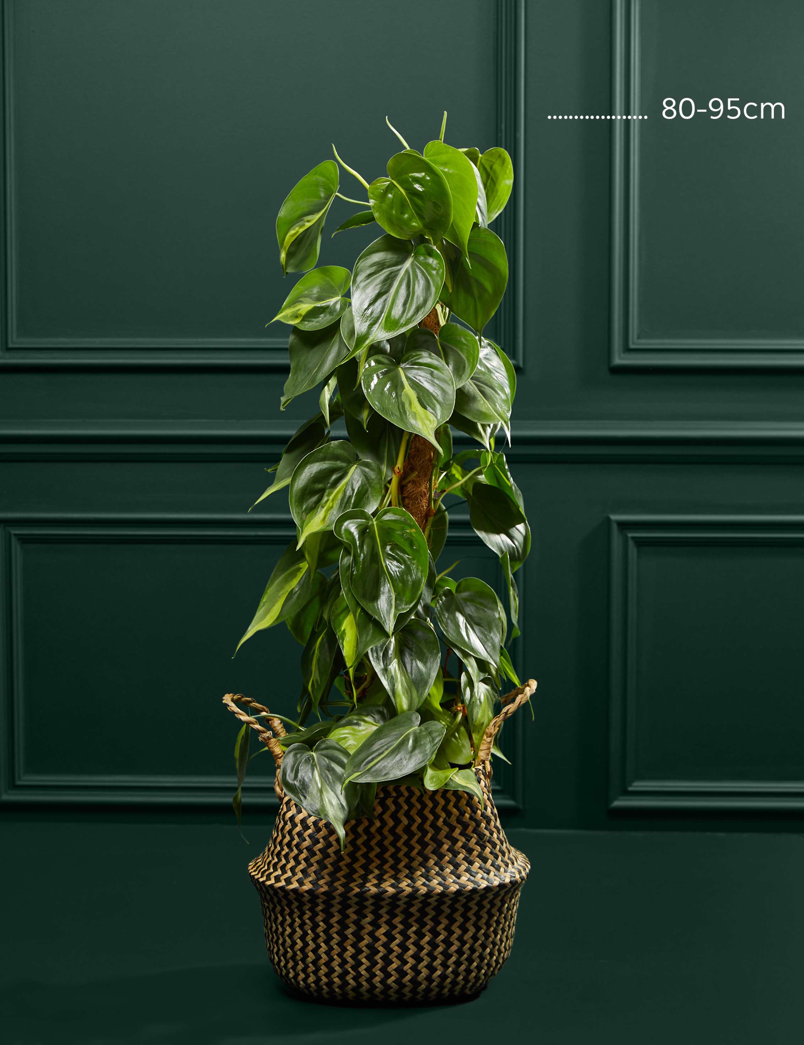 Large Philodendron Plant 4 of 4