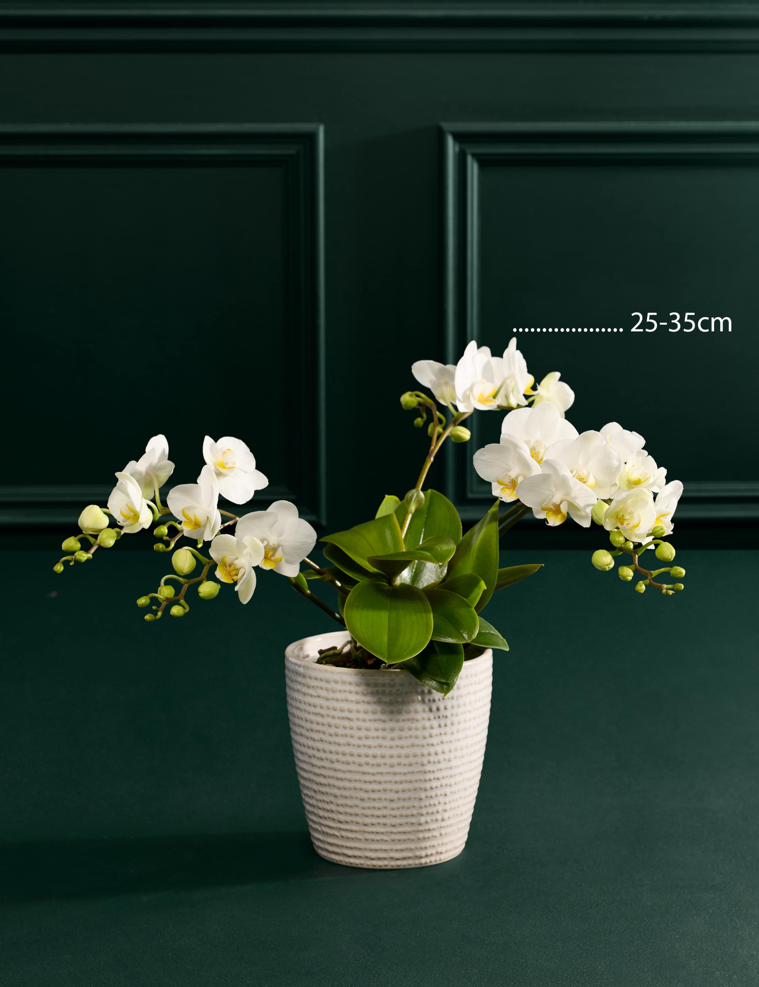 White Unstaked Orchid in Ceramic Pot 3 of 3