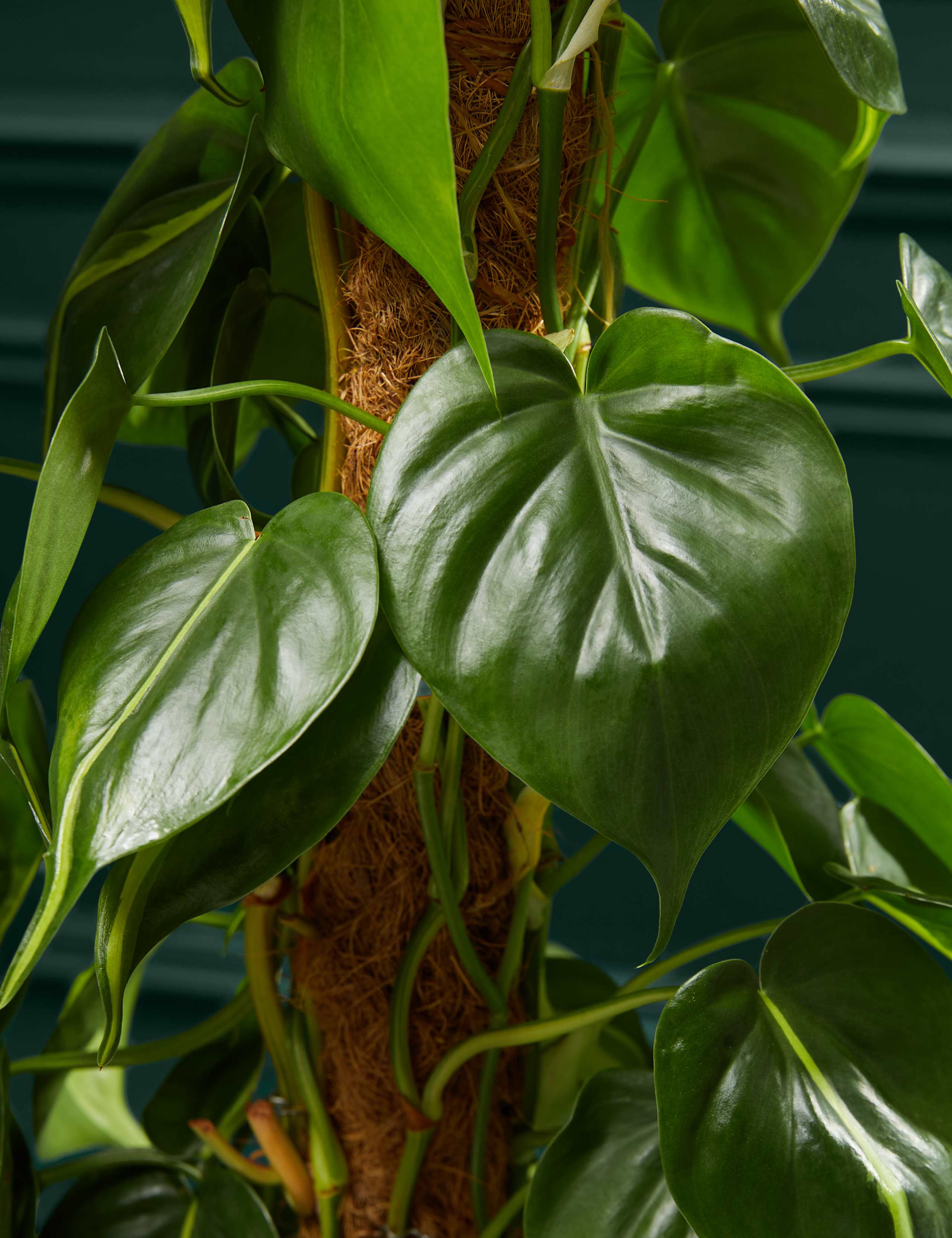 Large Philodendron Plant 2 of 4