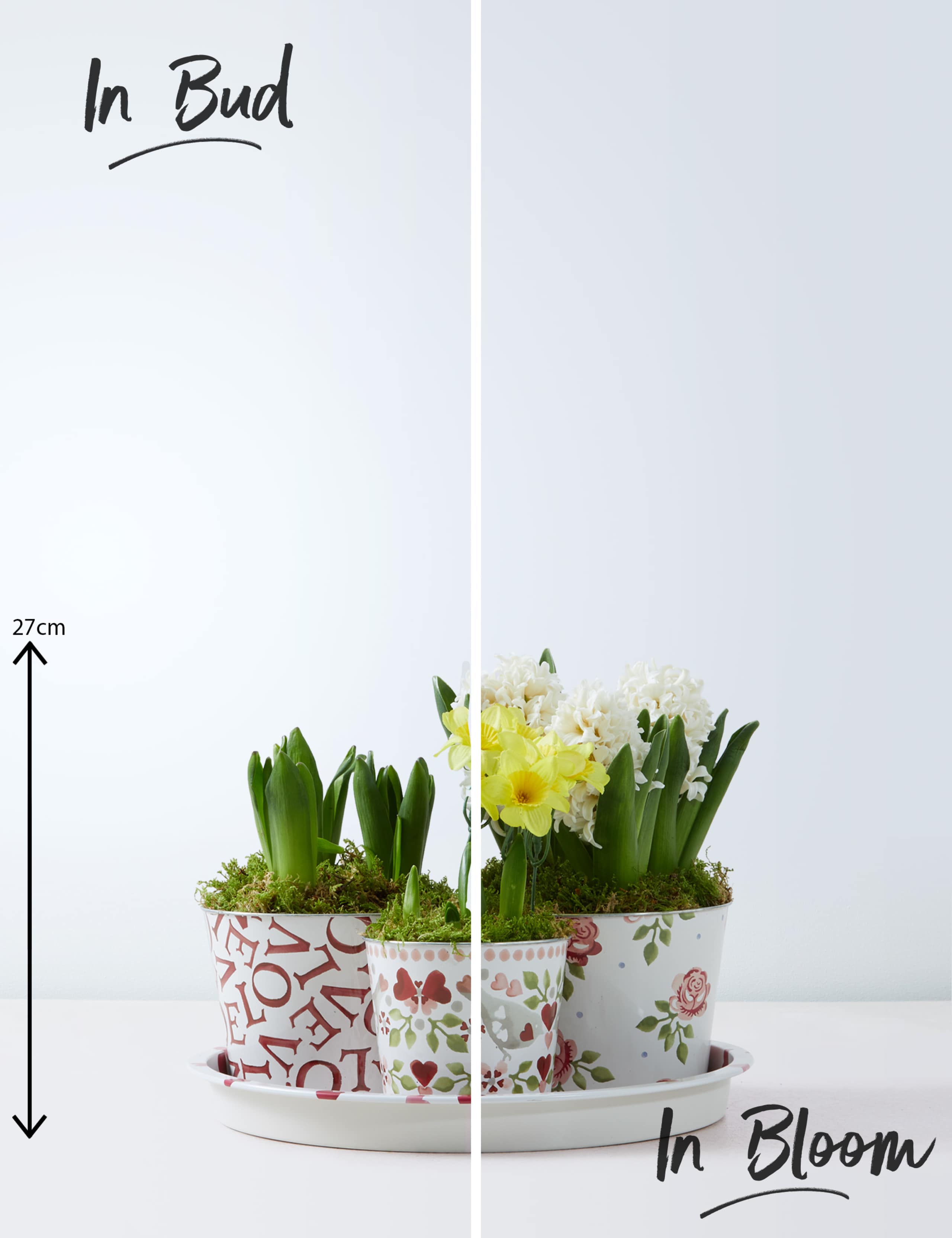 Emma Bridgewater Bulb Collection 3 of 4