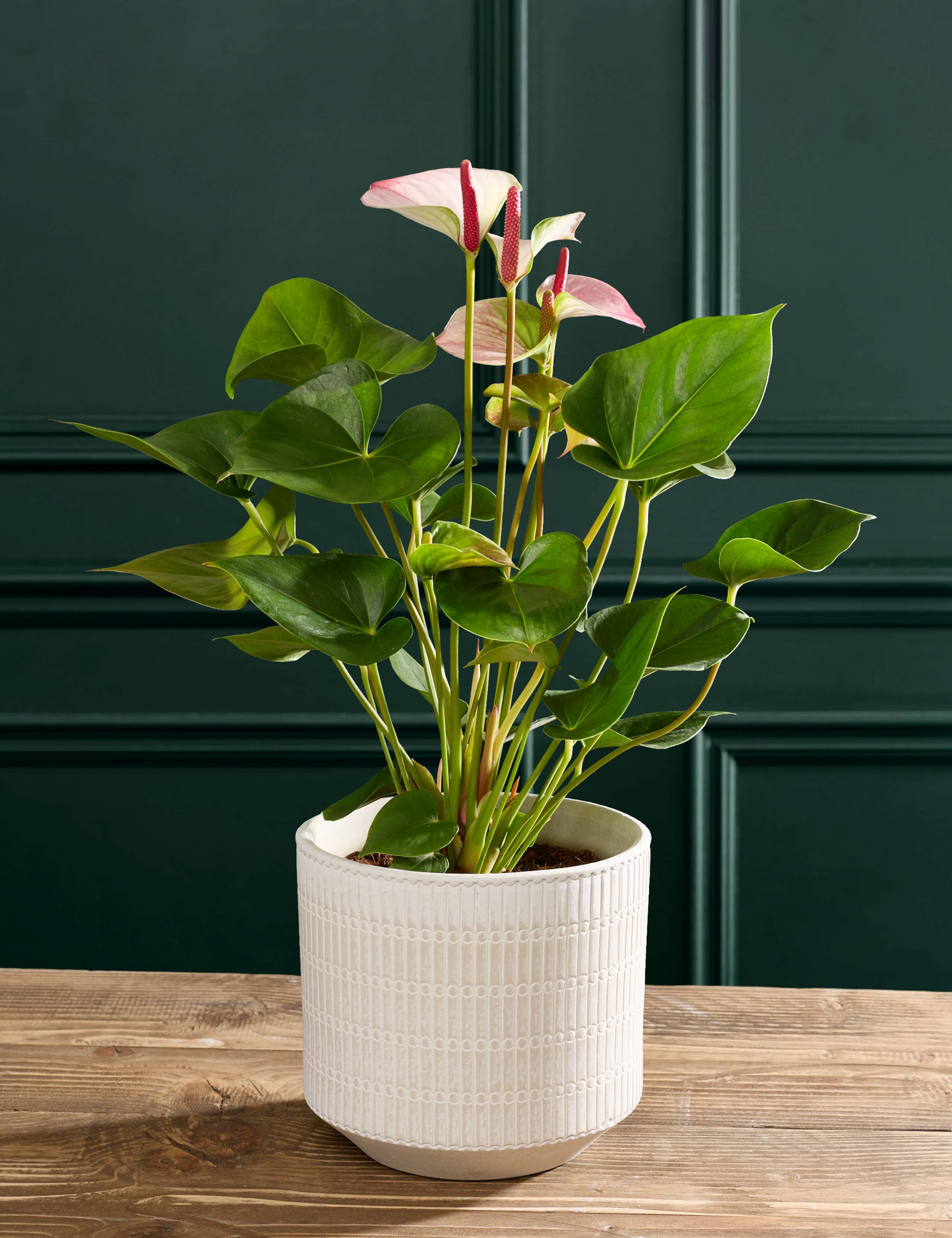 Pink Anthurium in Pot 1 of 4