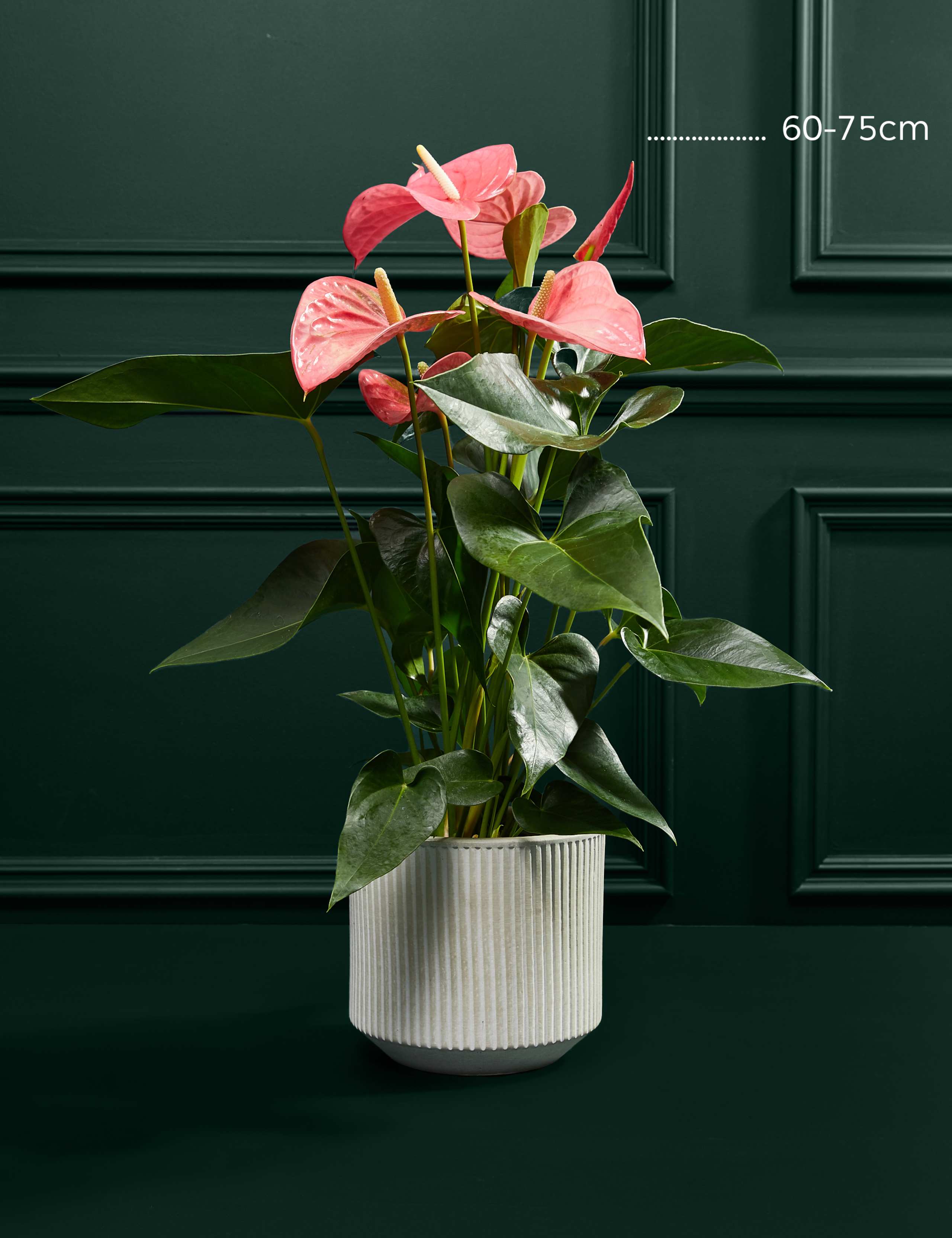 Pink Anthurium in Ceramic Pot 3 of 3