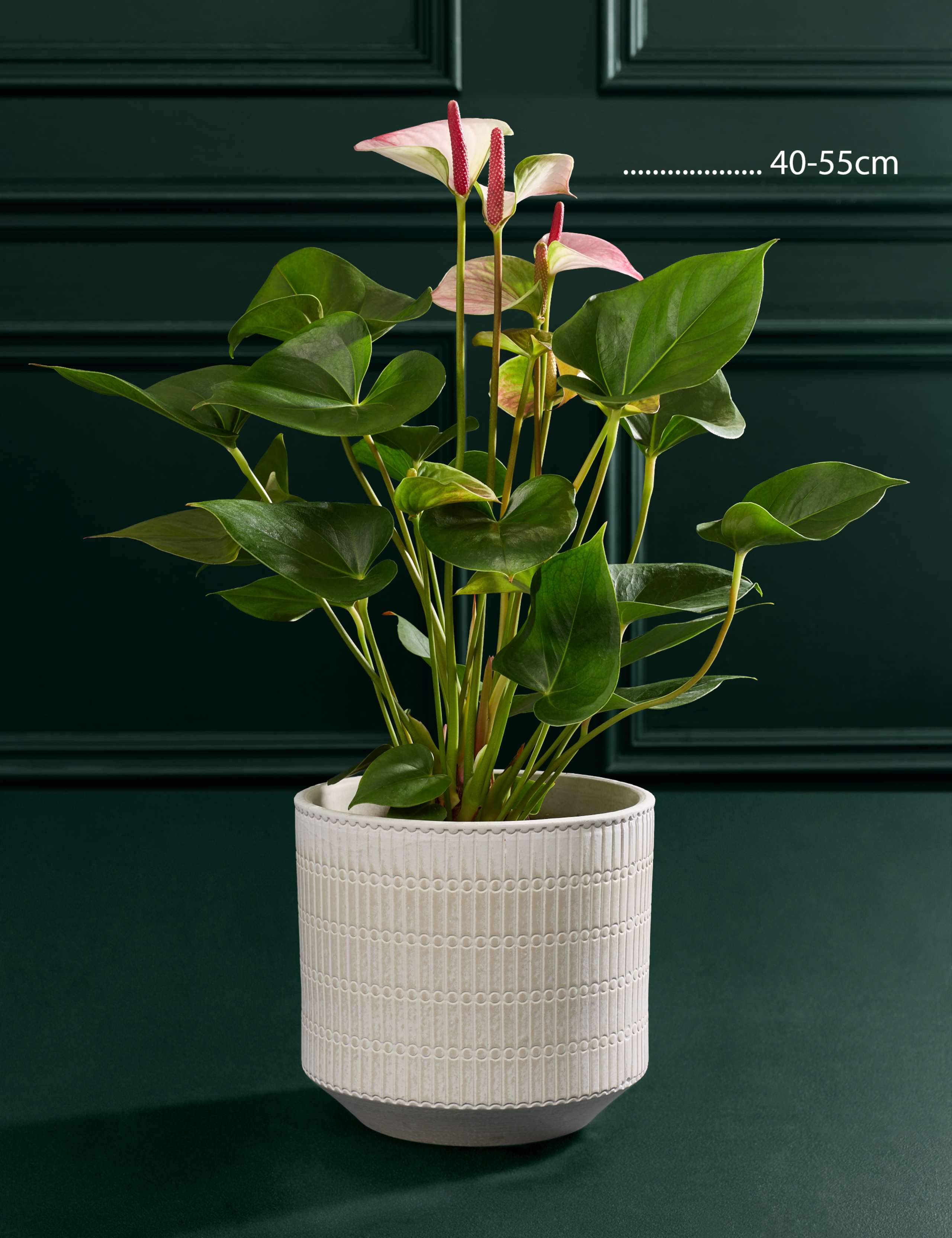 Pink Anthurium in Pot 3 of 4