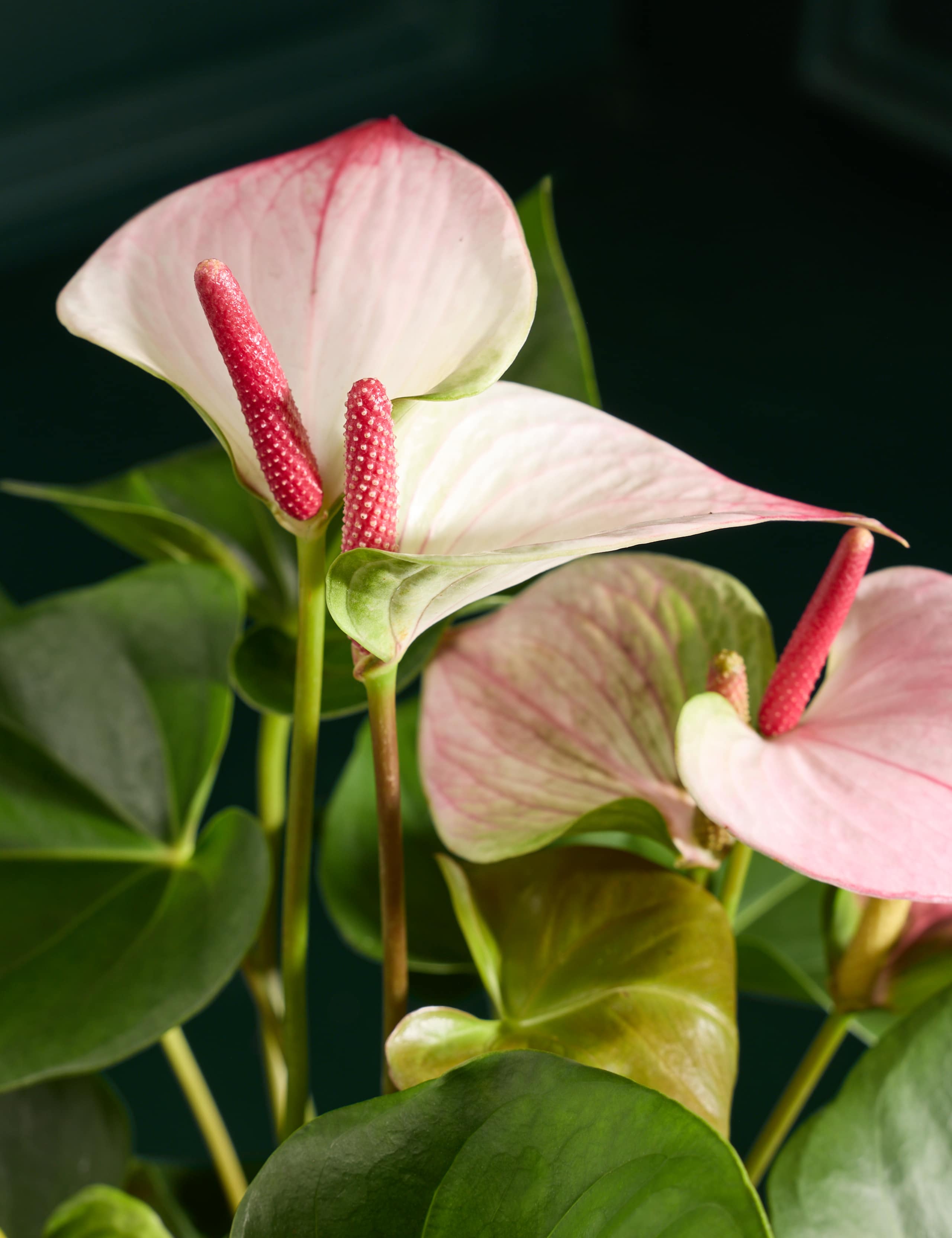 Pink Anthurium in Pot 2 of 4