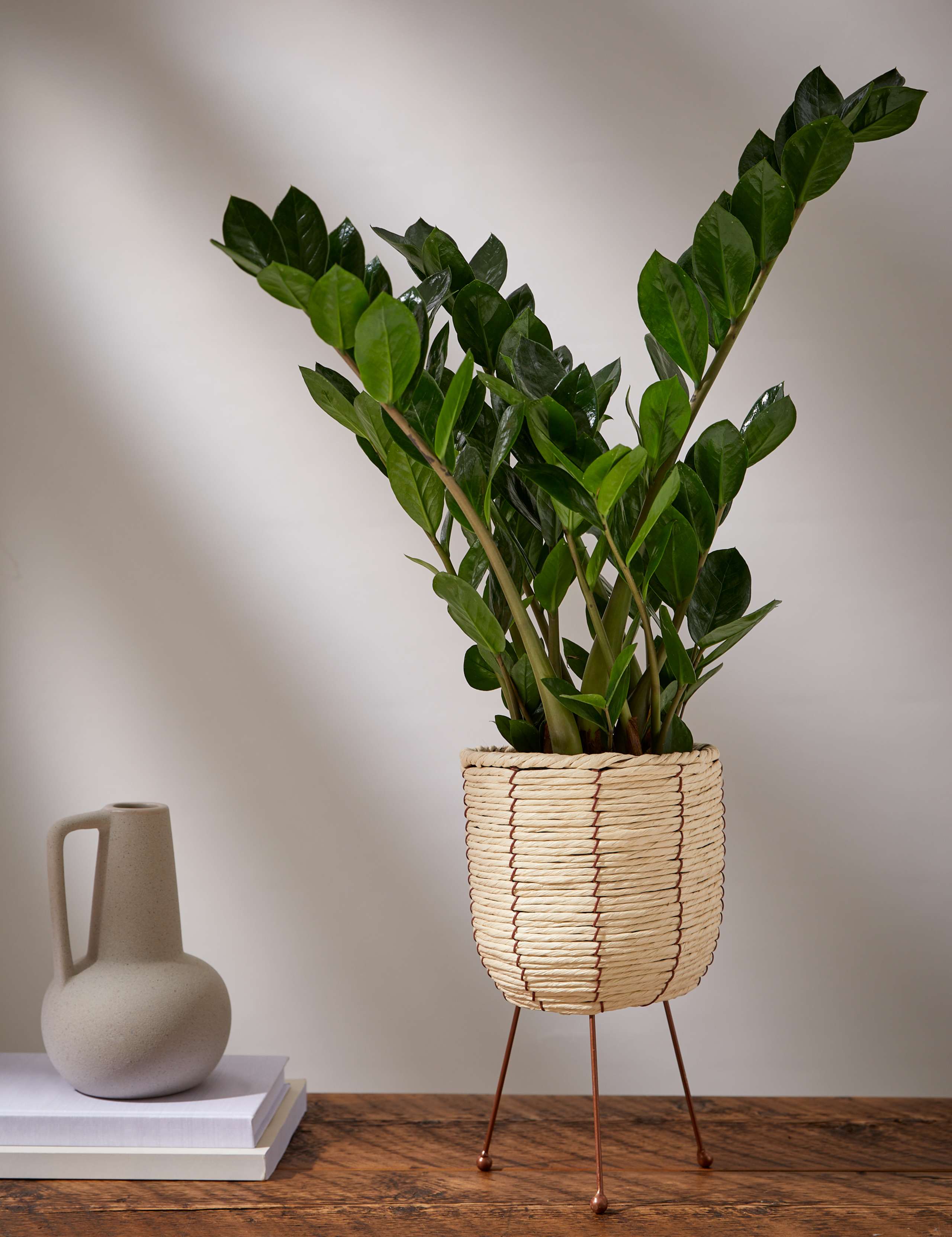 Zamioculcus Plant On Stand 1 of 4