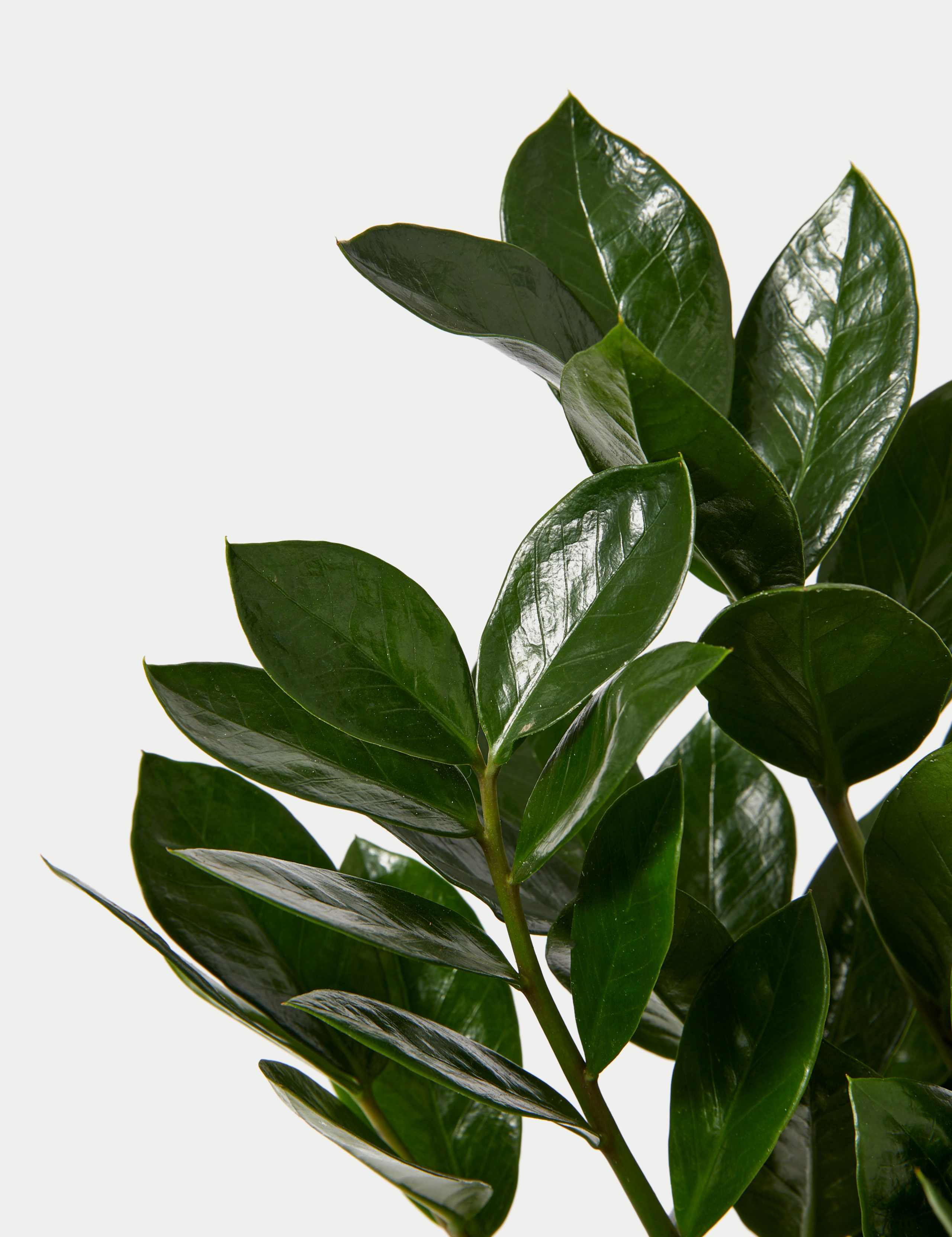 Zamioculcus Plant On Stand 3 of 4