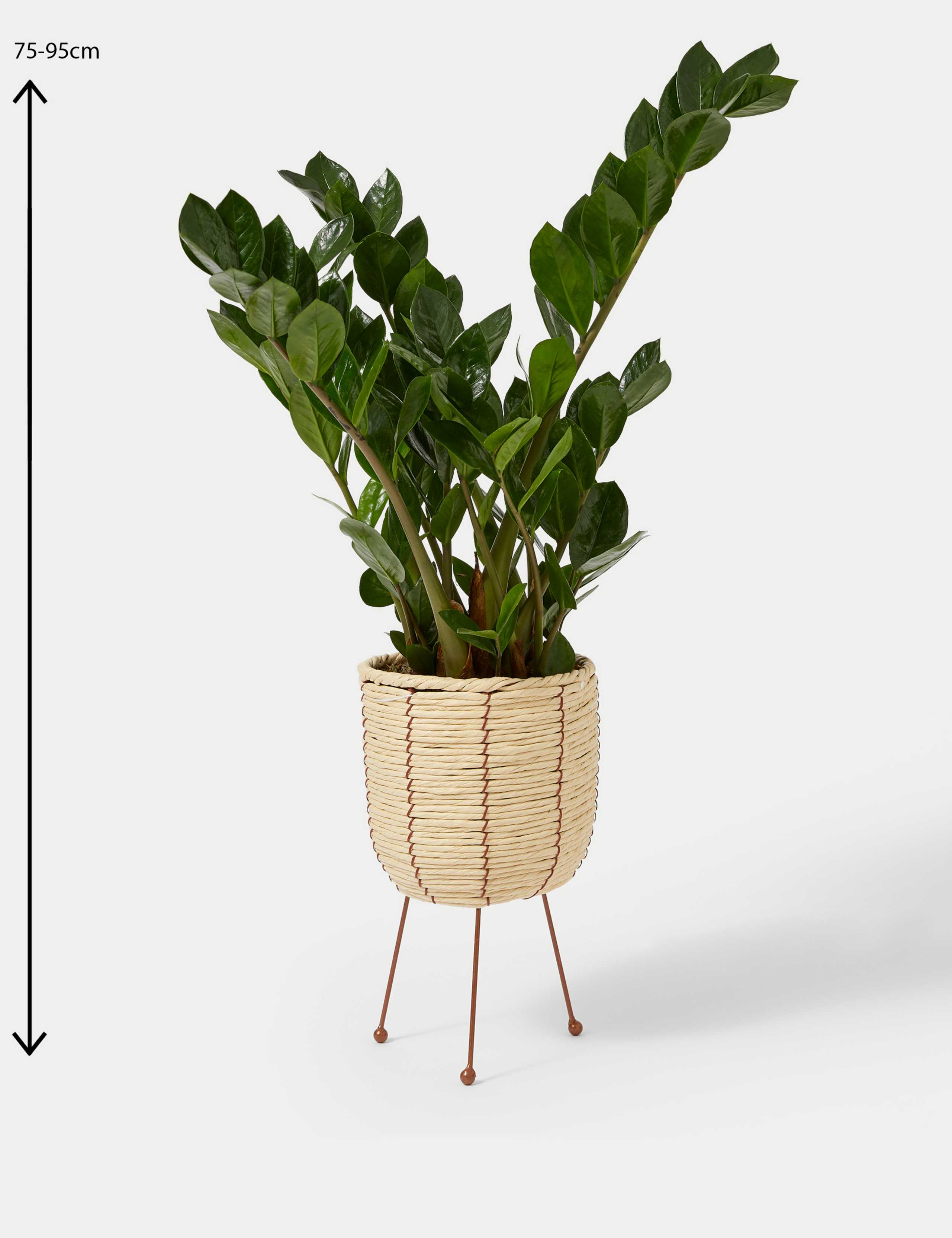 Zamioculcus Plant On Stand 4 of 4
