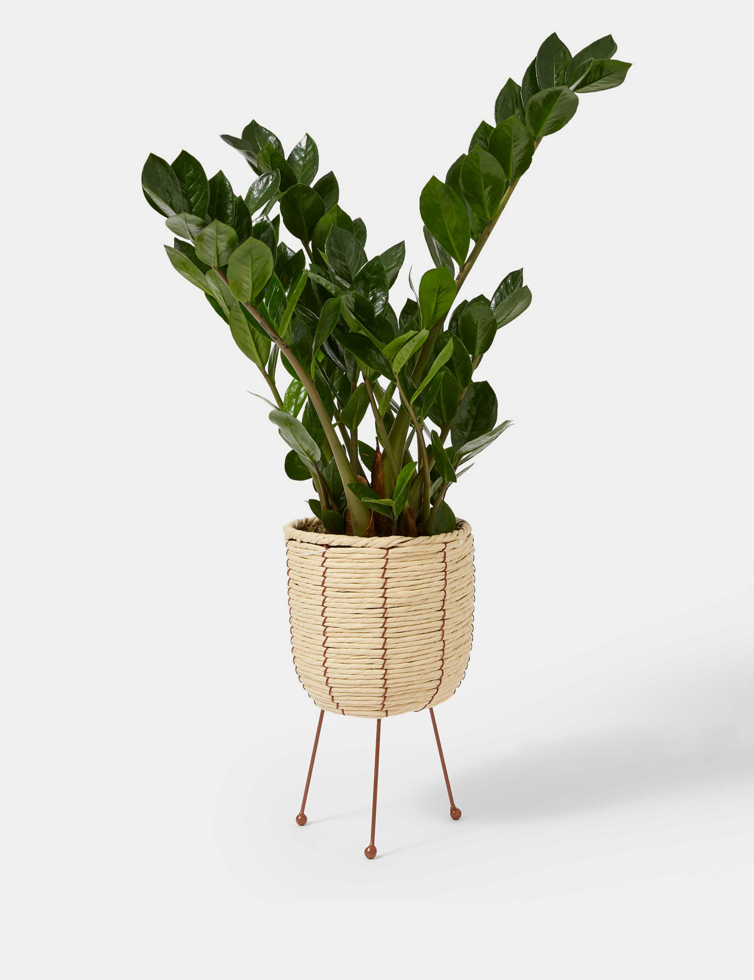 Zamioculcus Plant On Stand 2 of 4