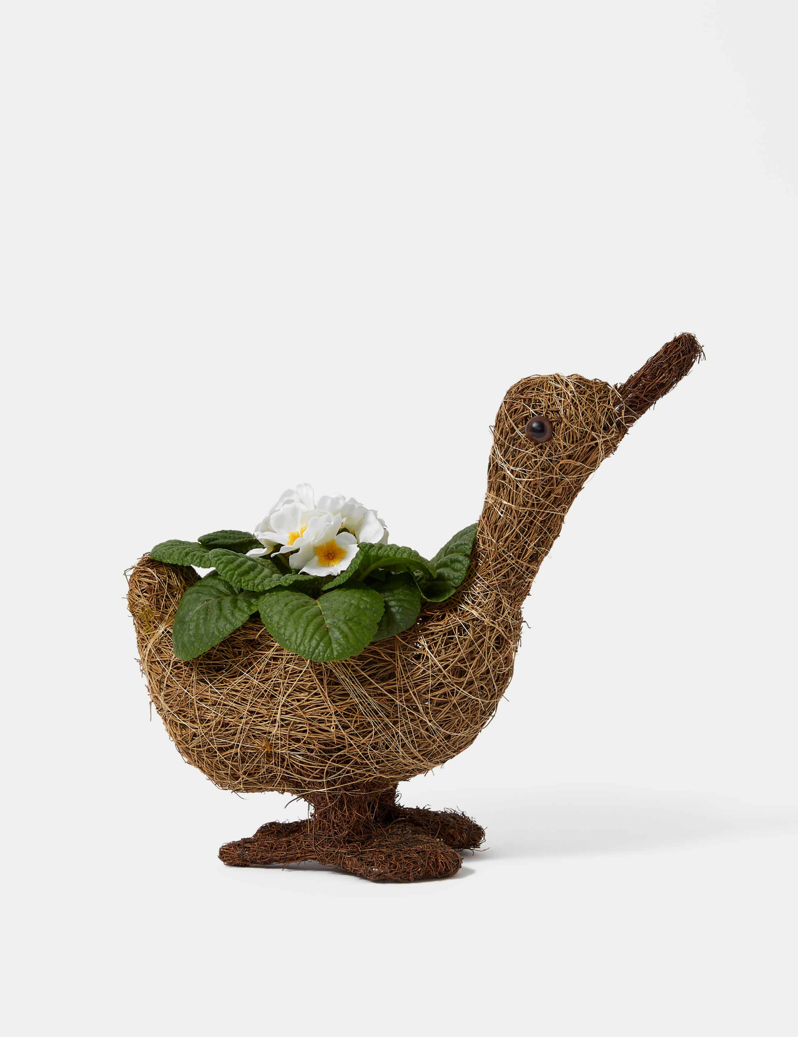 DoorStep Goose Plant 2 of 4