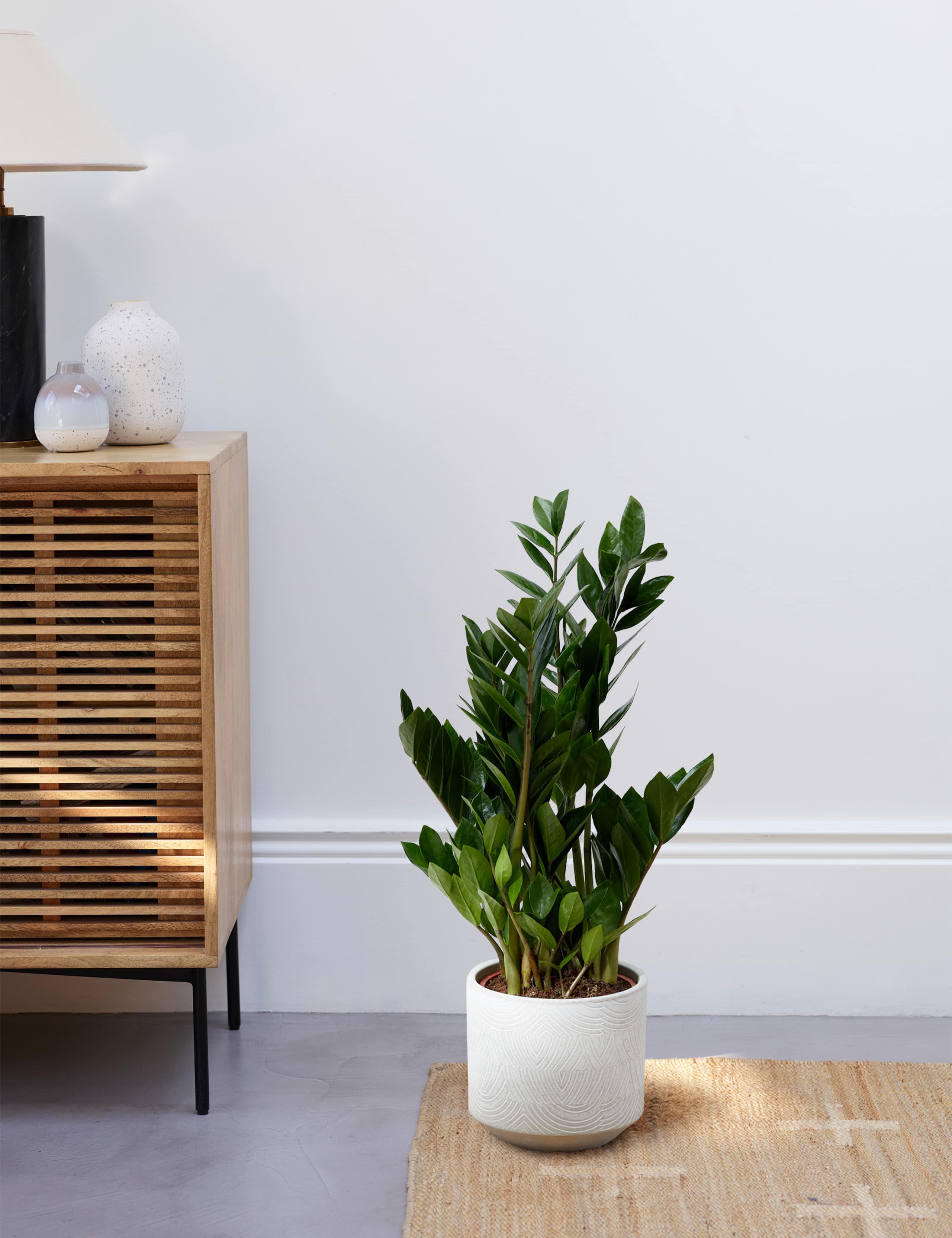 Large Zamioculcas Zamiifolia Plant 1 of 5