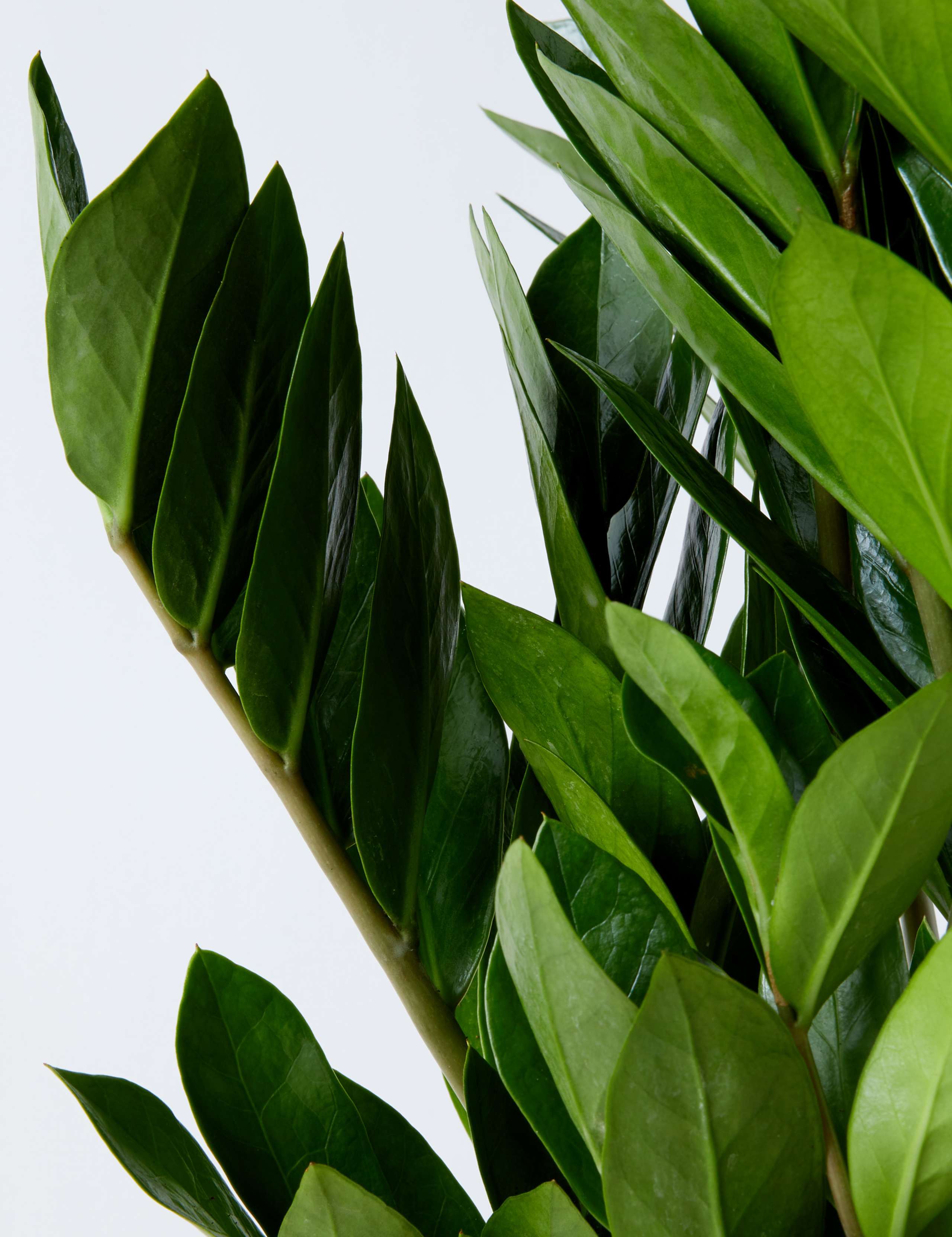 Large Zamioculcas Zamiifolia Plant 4 of 5