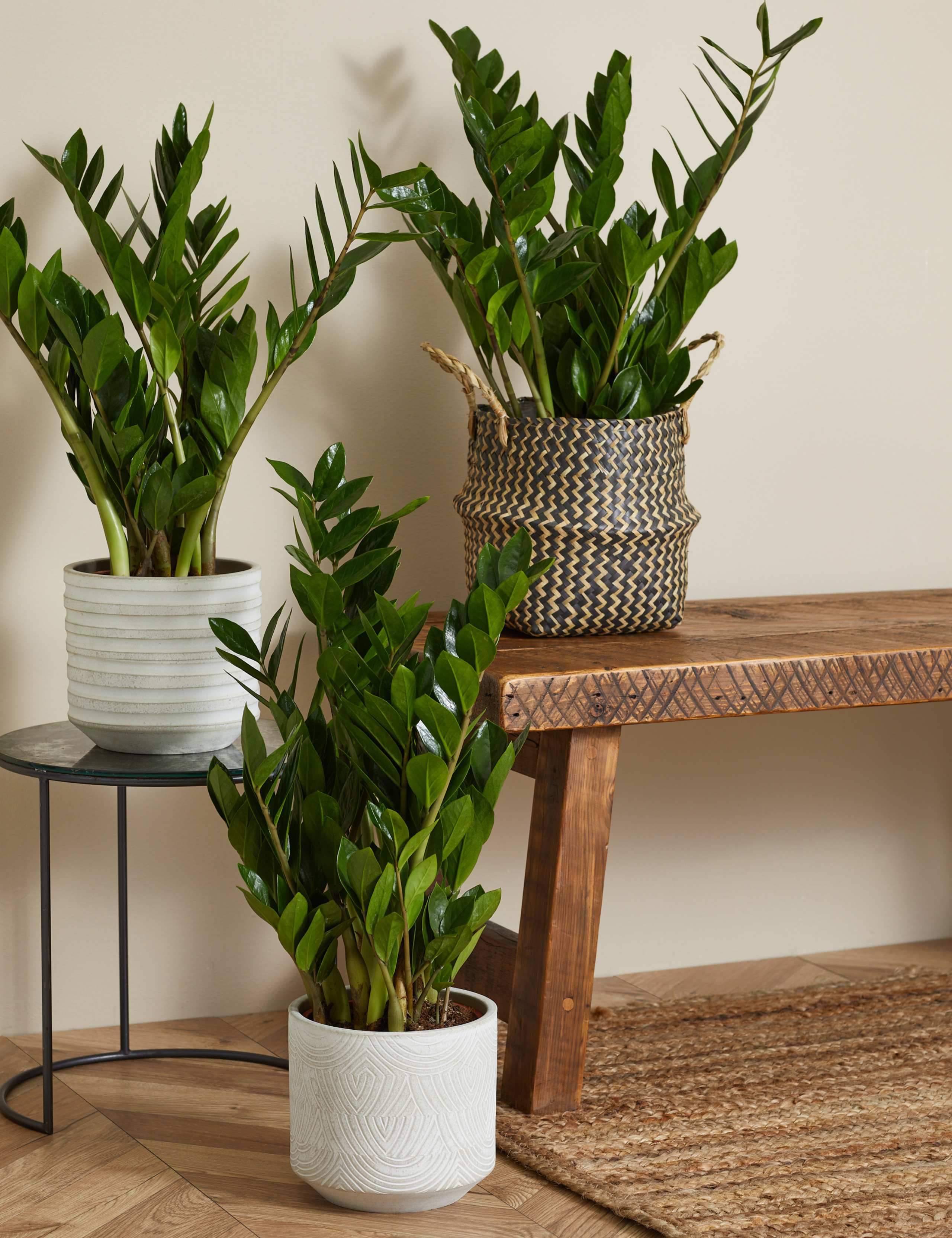 Large Zamioculcas Zamiifolia Plant 5 of 5