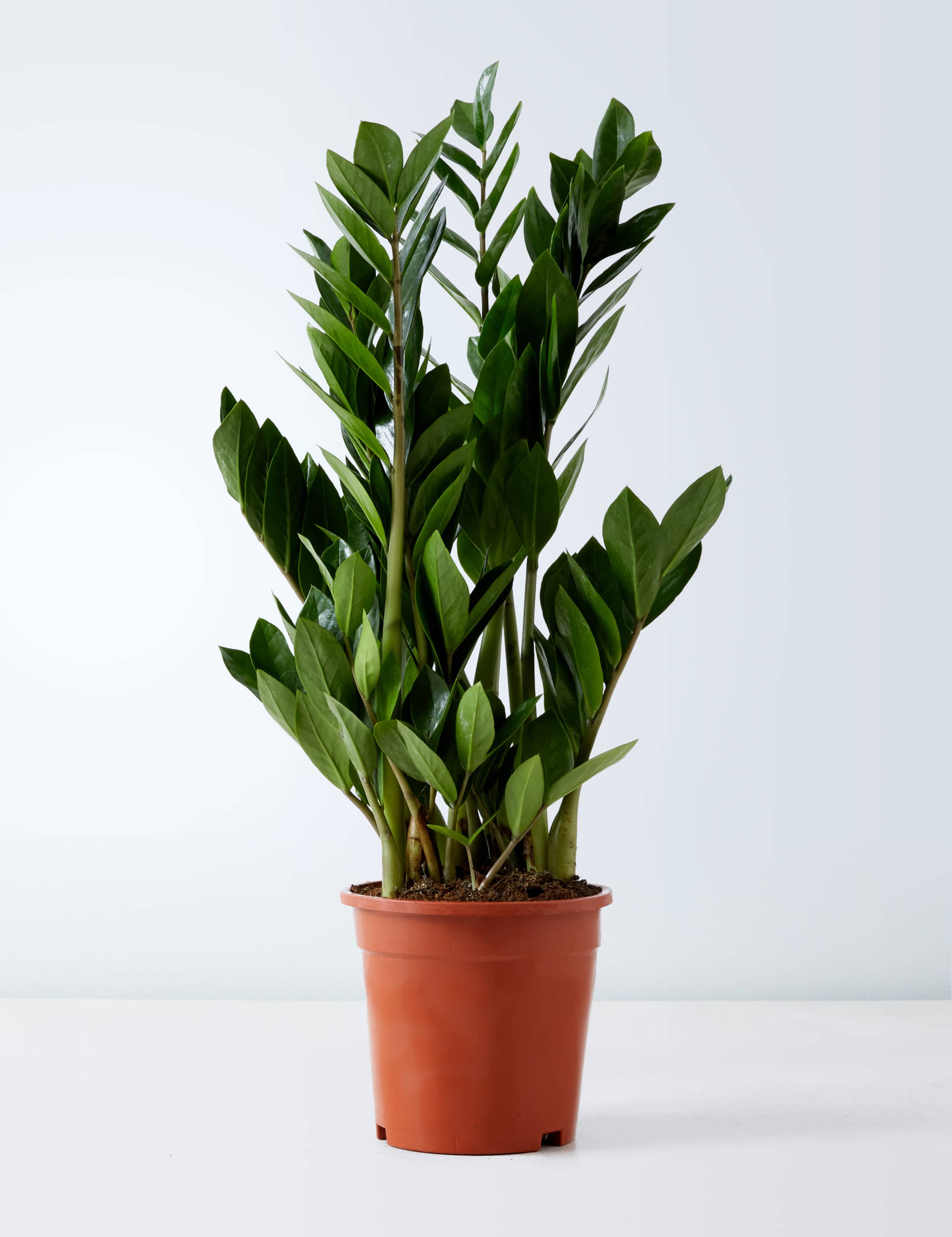 Large Zamioculcas Zamiifolia Plant 2 of 5