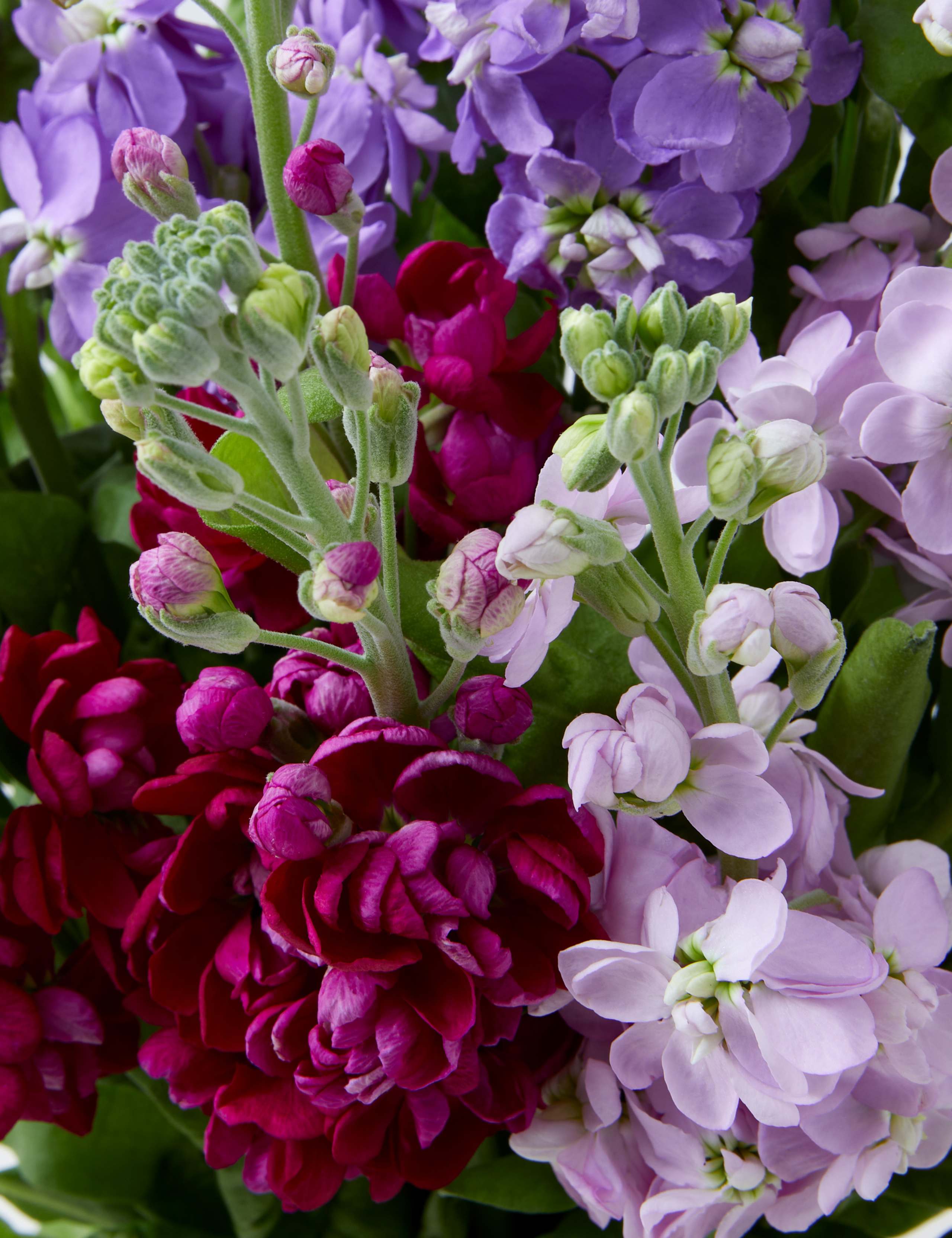 Mother's Day Bouquet with Seed Packet & Notebook 4 of 4