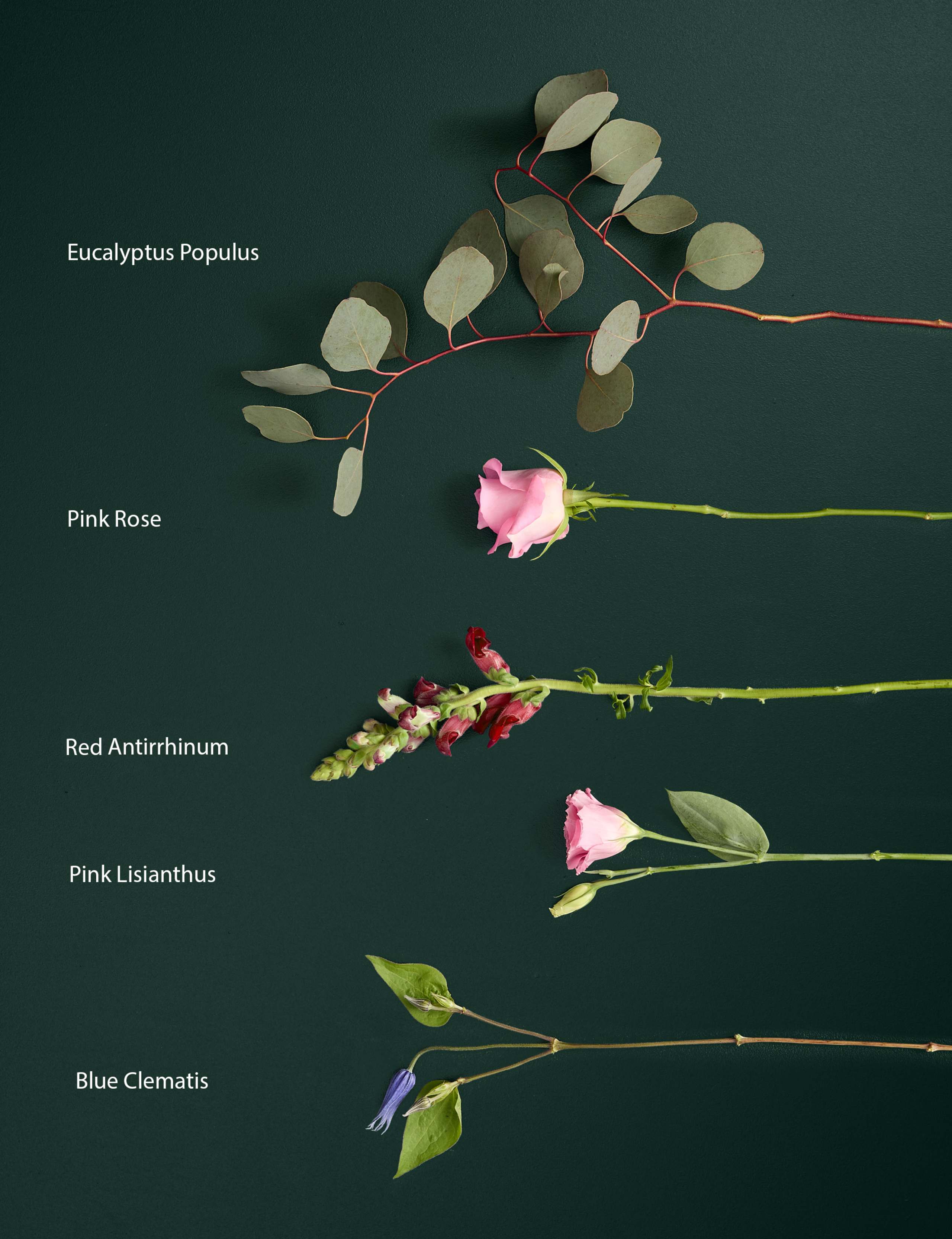 Rose, Antirrhinum and Lisianthus Bouquet 4 of 4