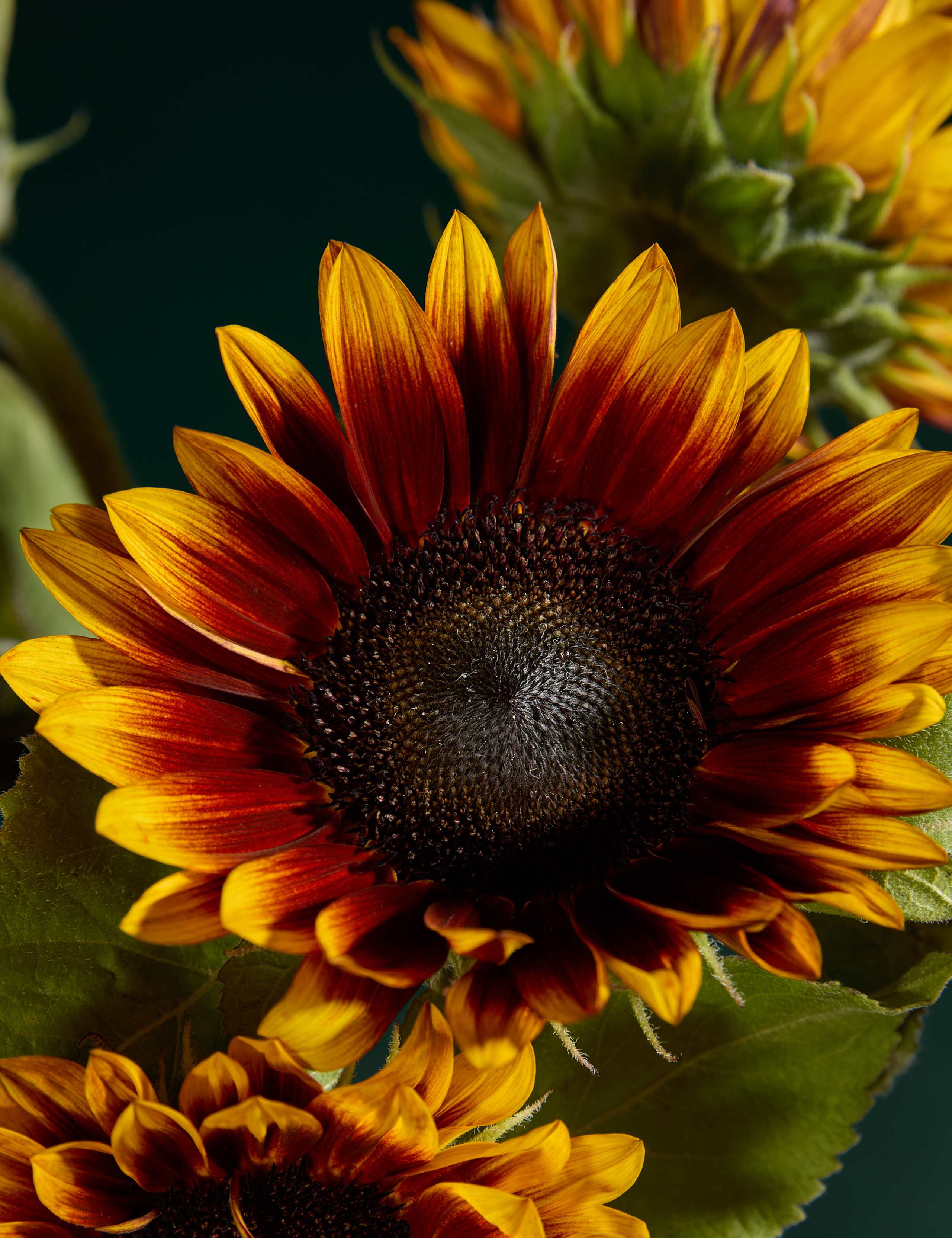 Speciality Sunflower Abundance Bouquet 3 of 6