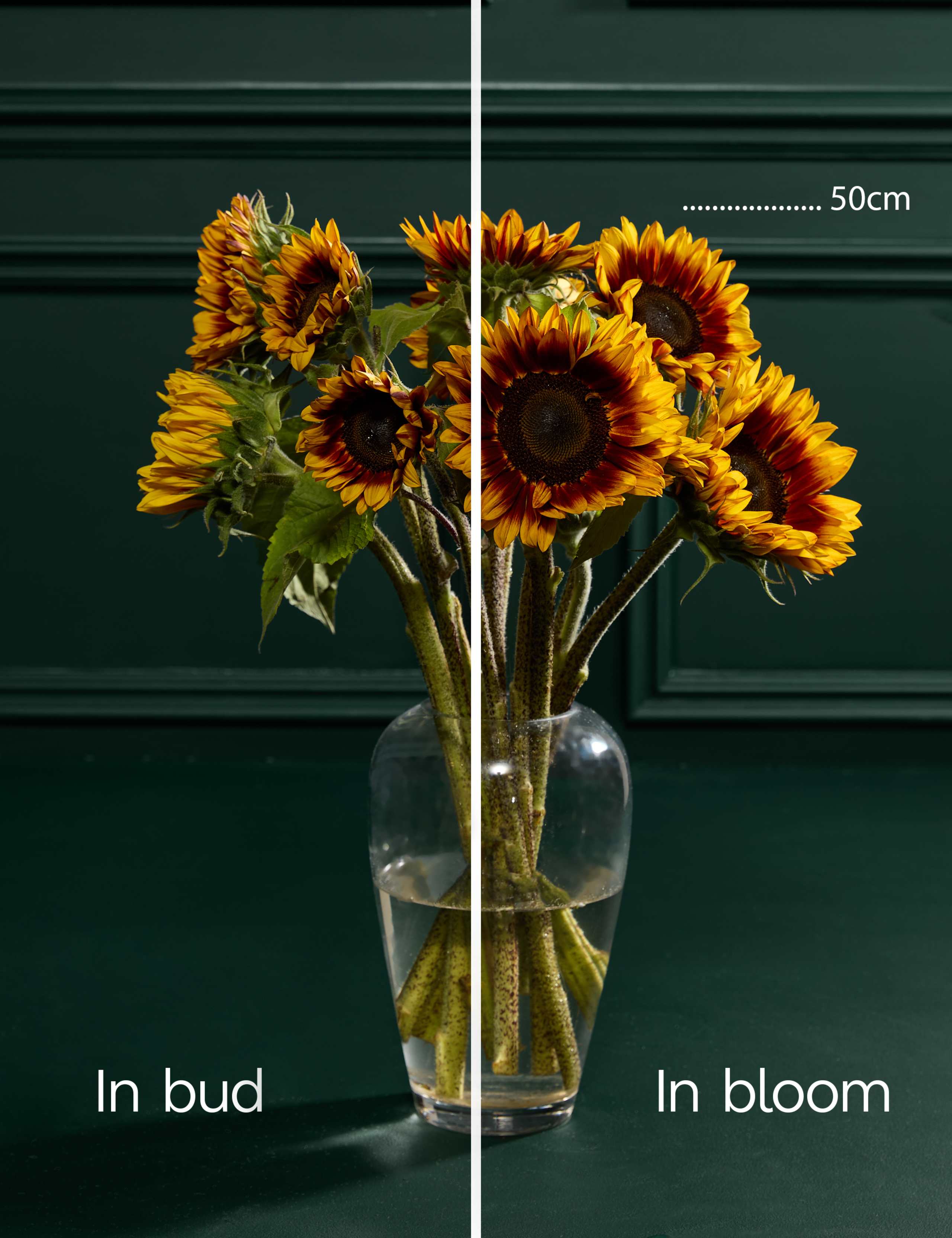 Speciality Sunflower Abundance Bouquet 4 of 6
