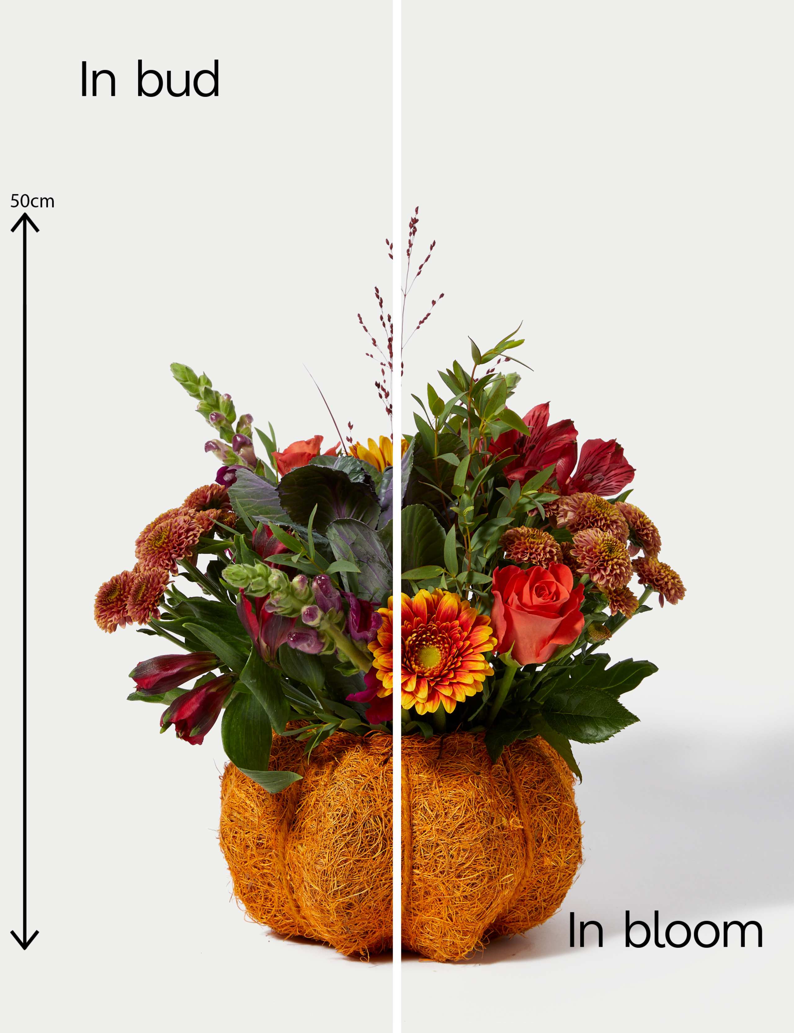 Ready To Arrange Pumpkin Bouquet (Delivery from 28th October 2023) 5 of 6