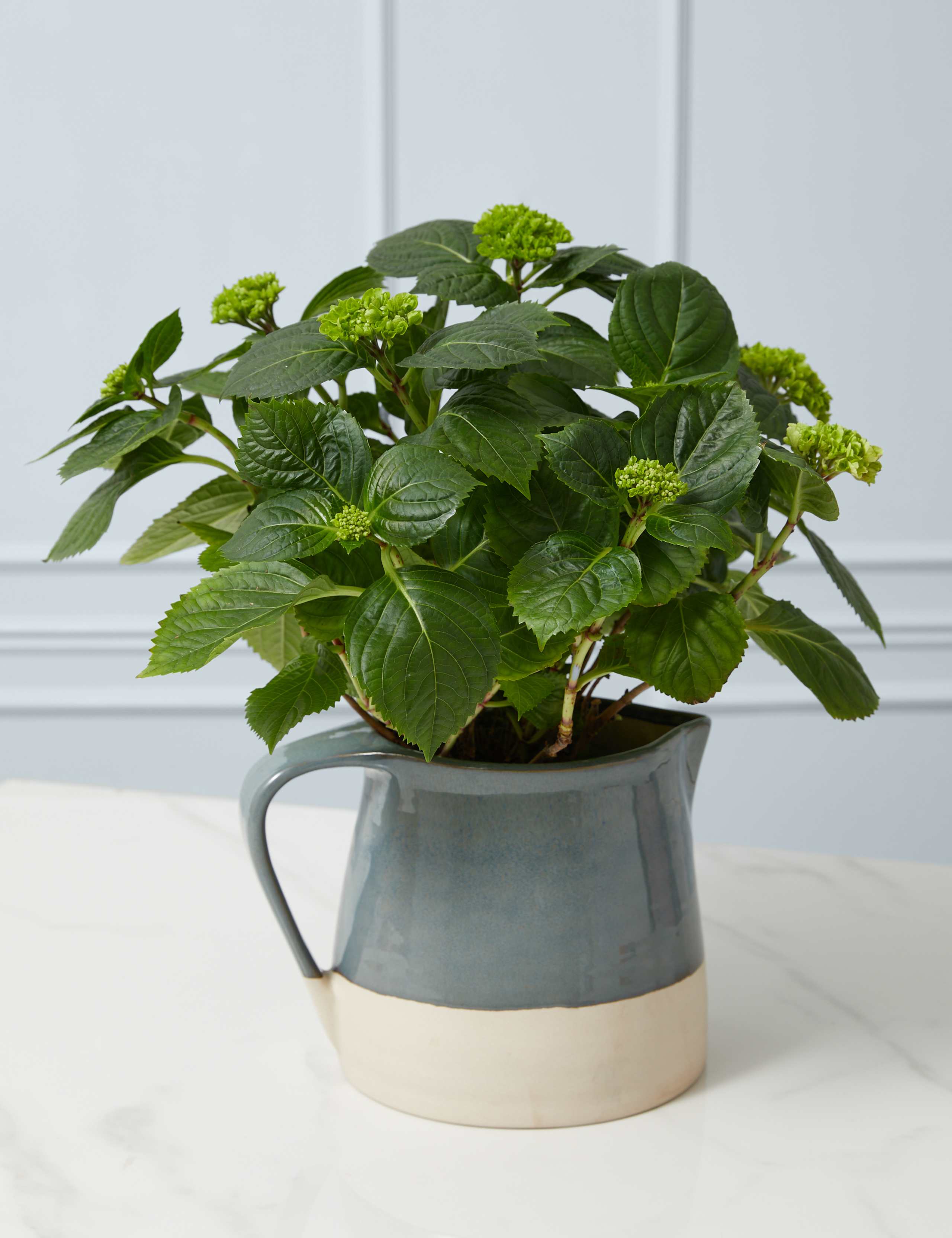 ドナルド・サルタン 「hydrangea in a green pot」 定番品】ドナルド・サルタン 「hydrangea in a green pot