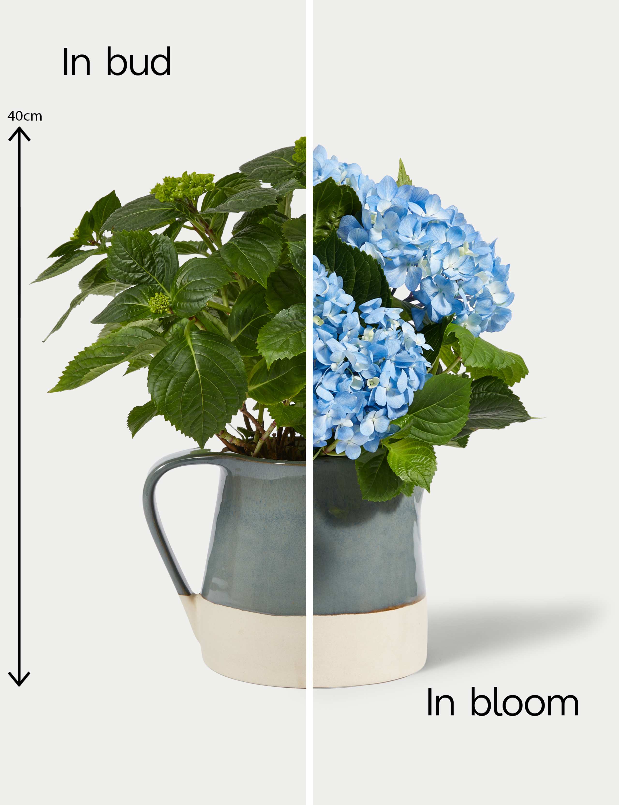 ドナルド・サルタン 「hydrangea in a green pot」 定番品】ドナルド・サルタン 「hydrangea in a green pot