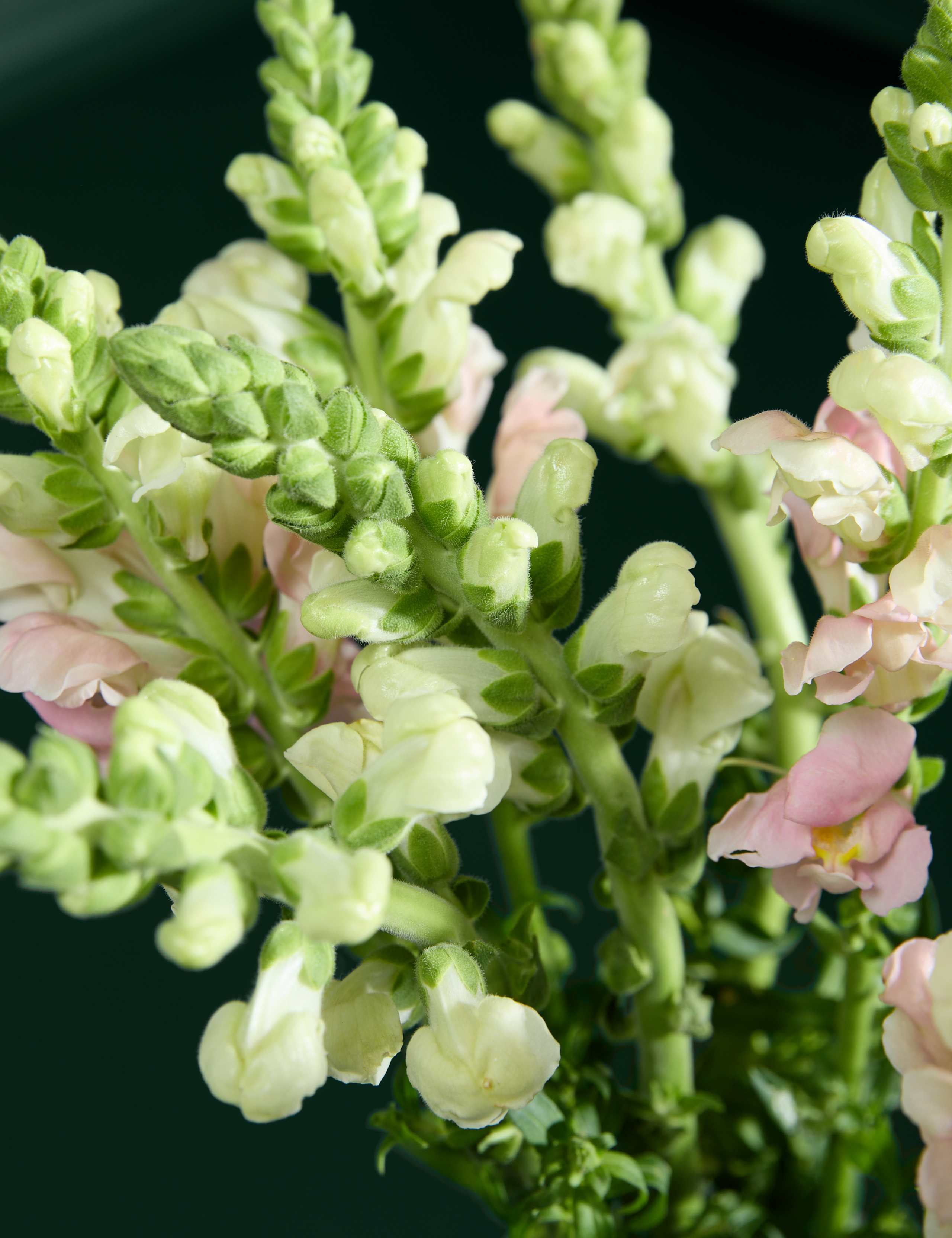 Antirrhinum Abundance Bouquet 3 of 6