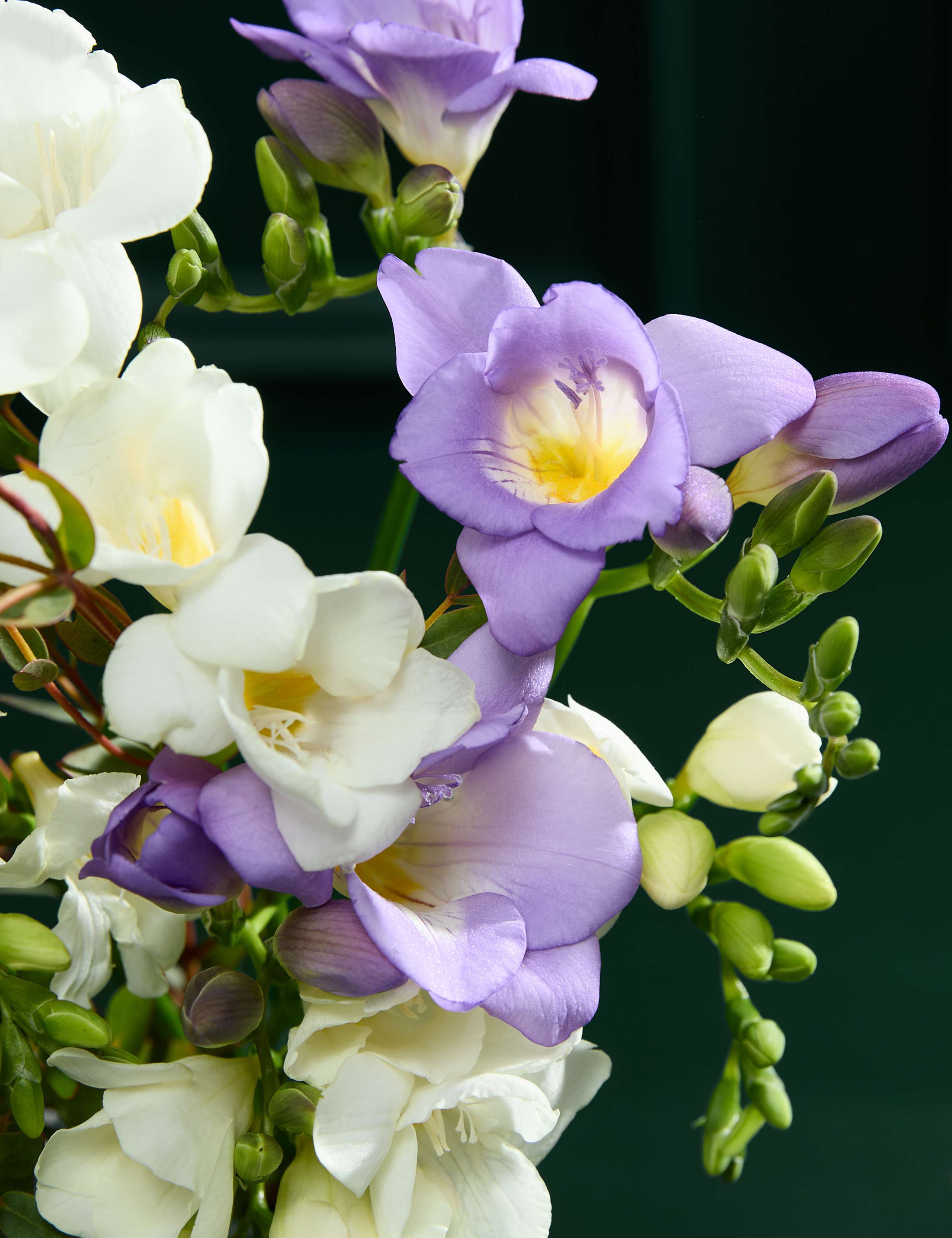 Scented Freesia Posy 3 of 6