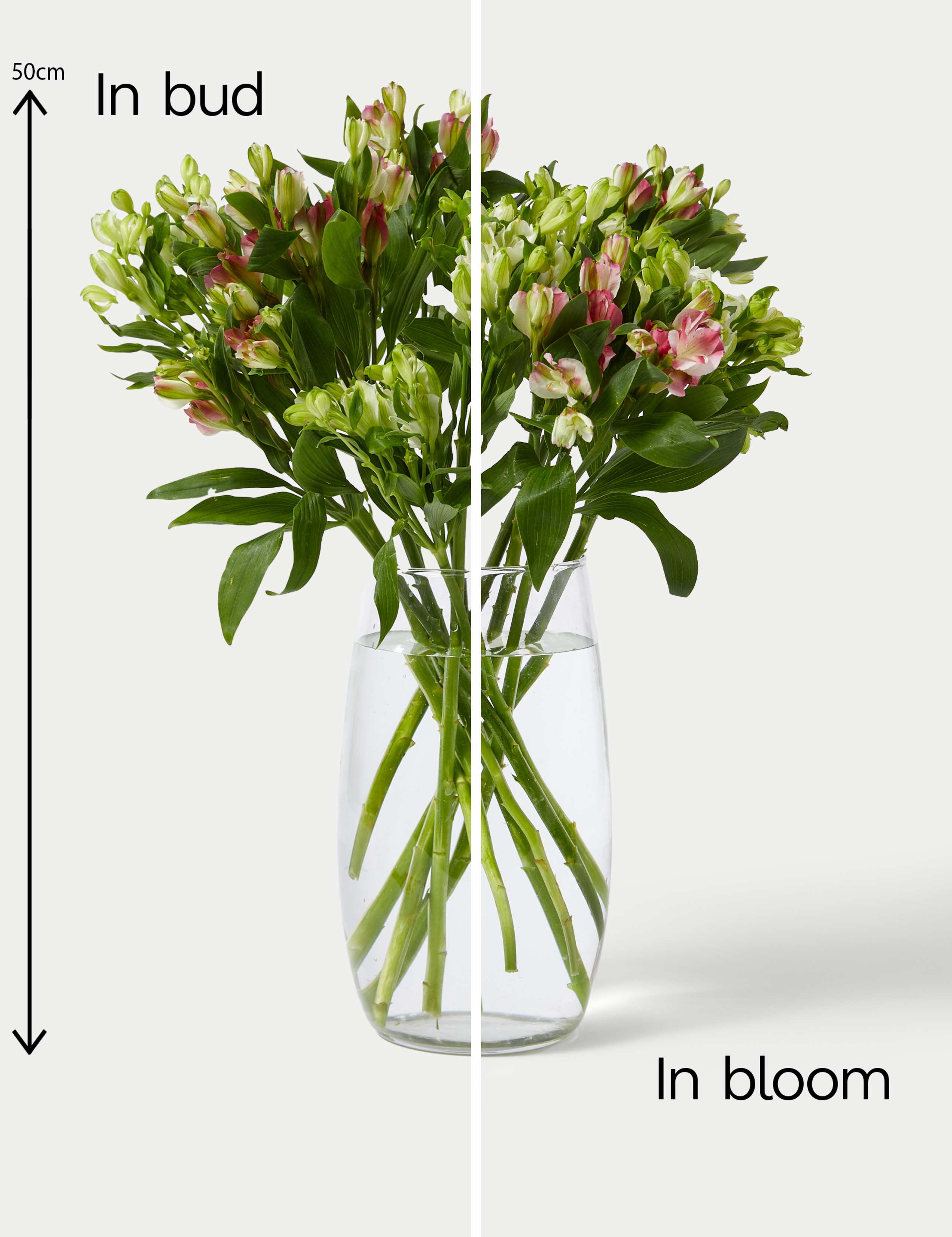 Charmelia Alstroemeria Bouquet 5 of 5