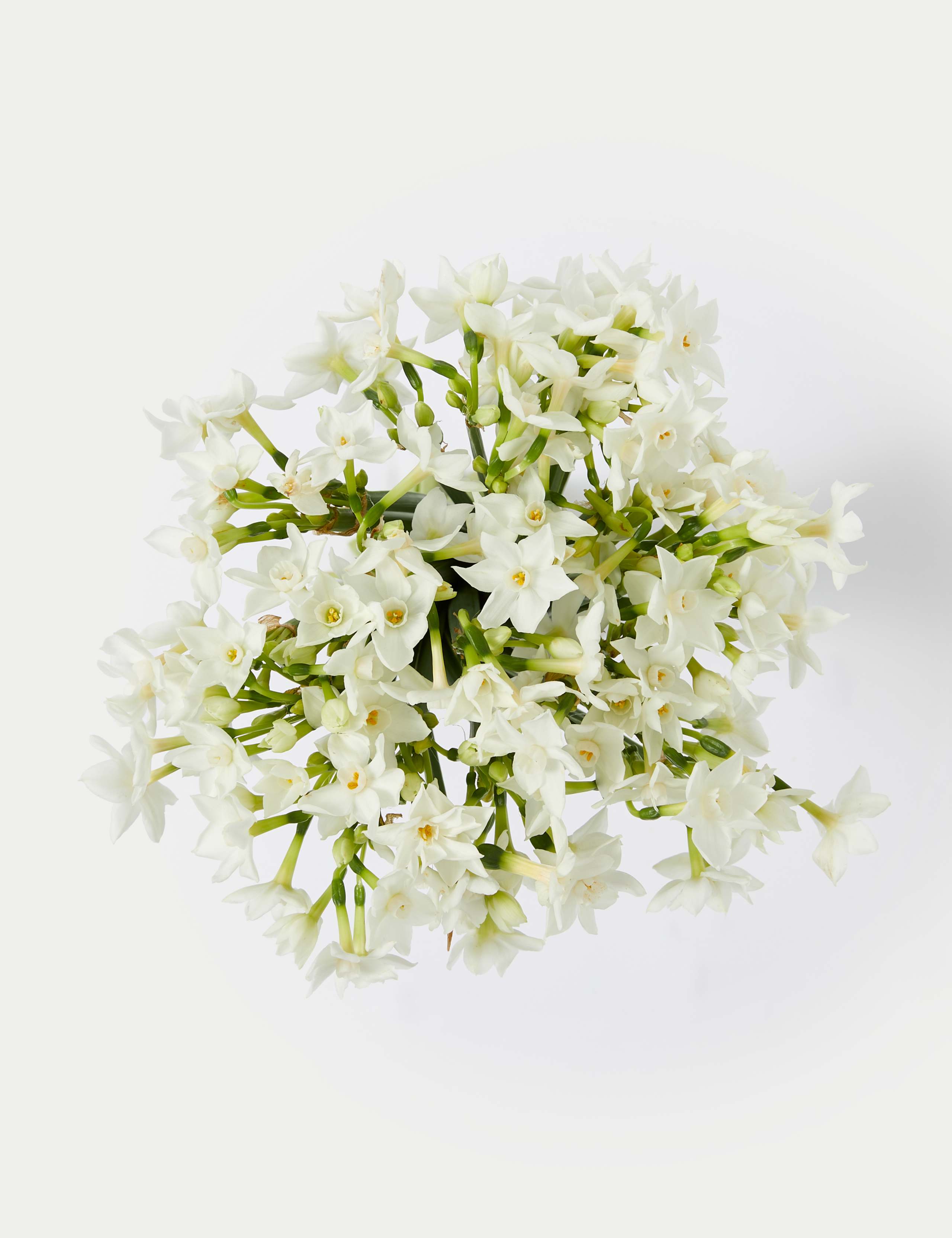 British Sweetly Scented Narcissi Bouquet (Delivery from 12th December 2023) 2 of 5