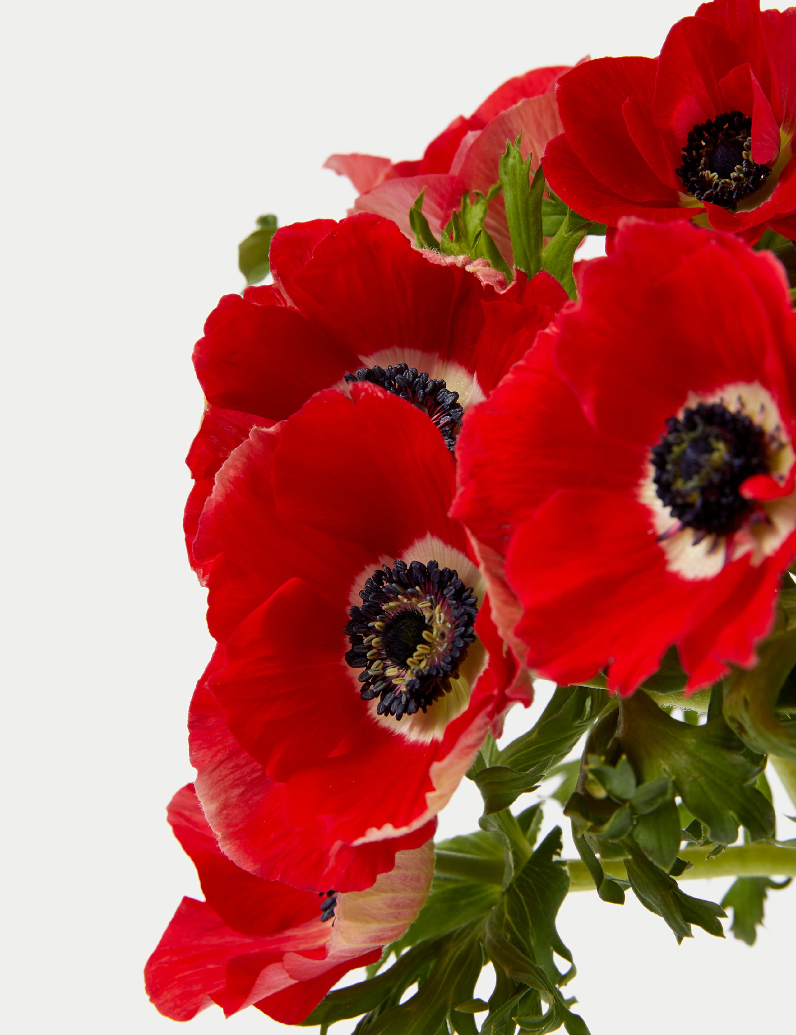 Festive Anemone Abundance Bouquet 4 of 5