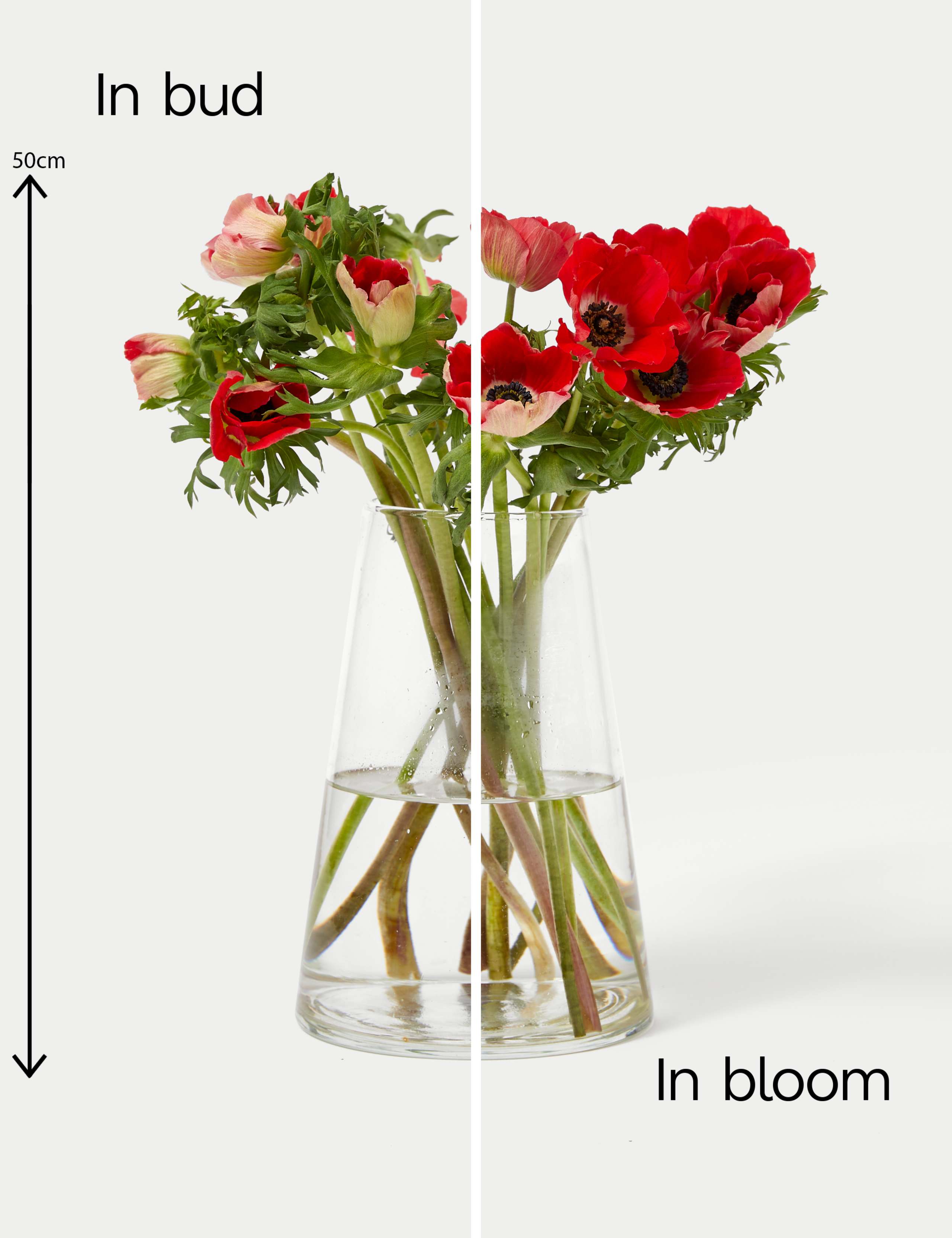Festive Anemone Abundance Bouquet 5 of 5