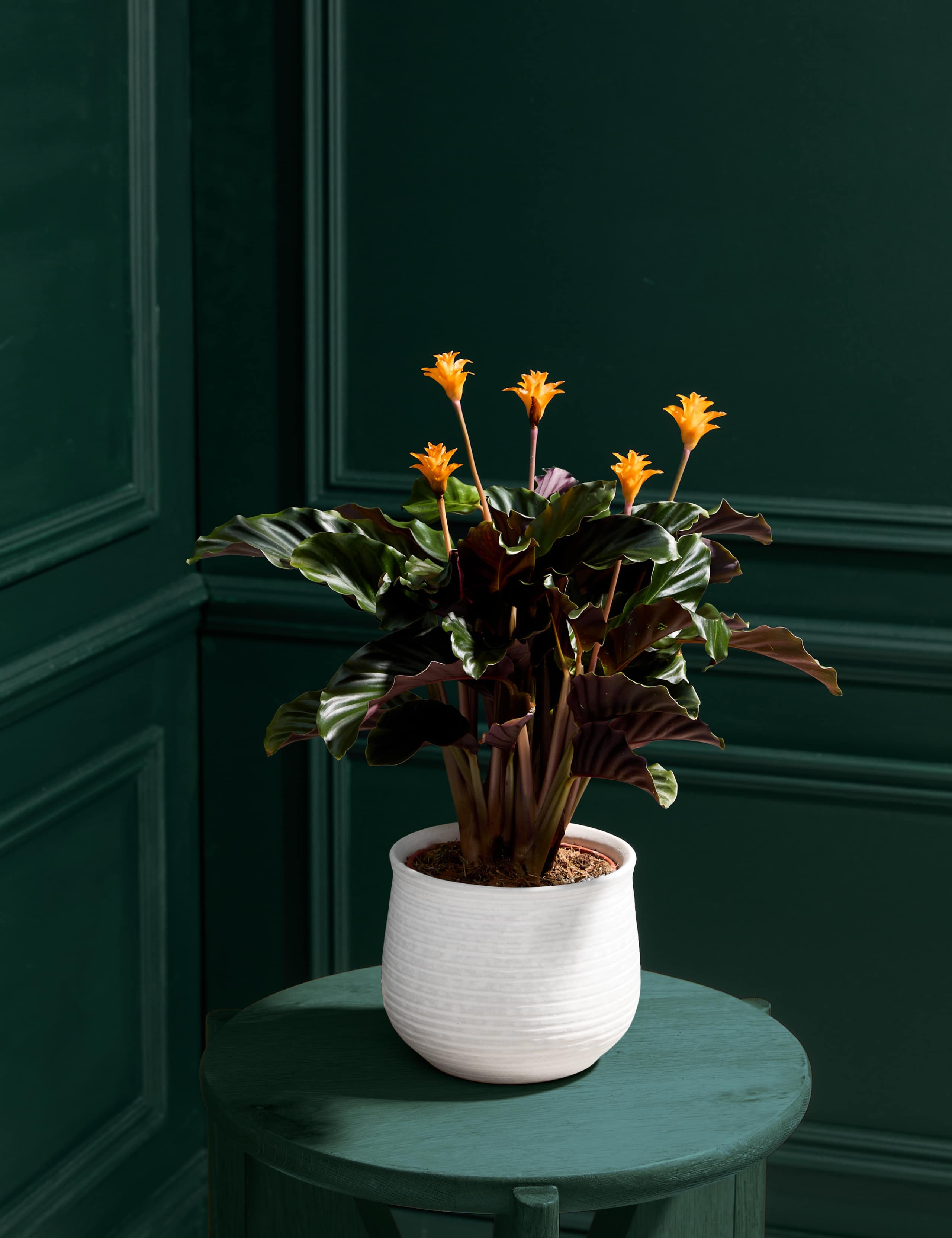 Calathea Crocata Plant in Ceramic Pot 1 of 3