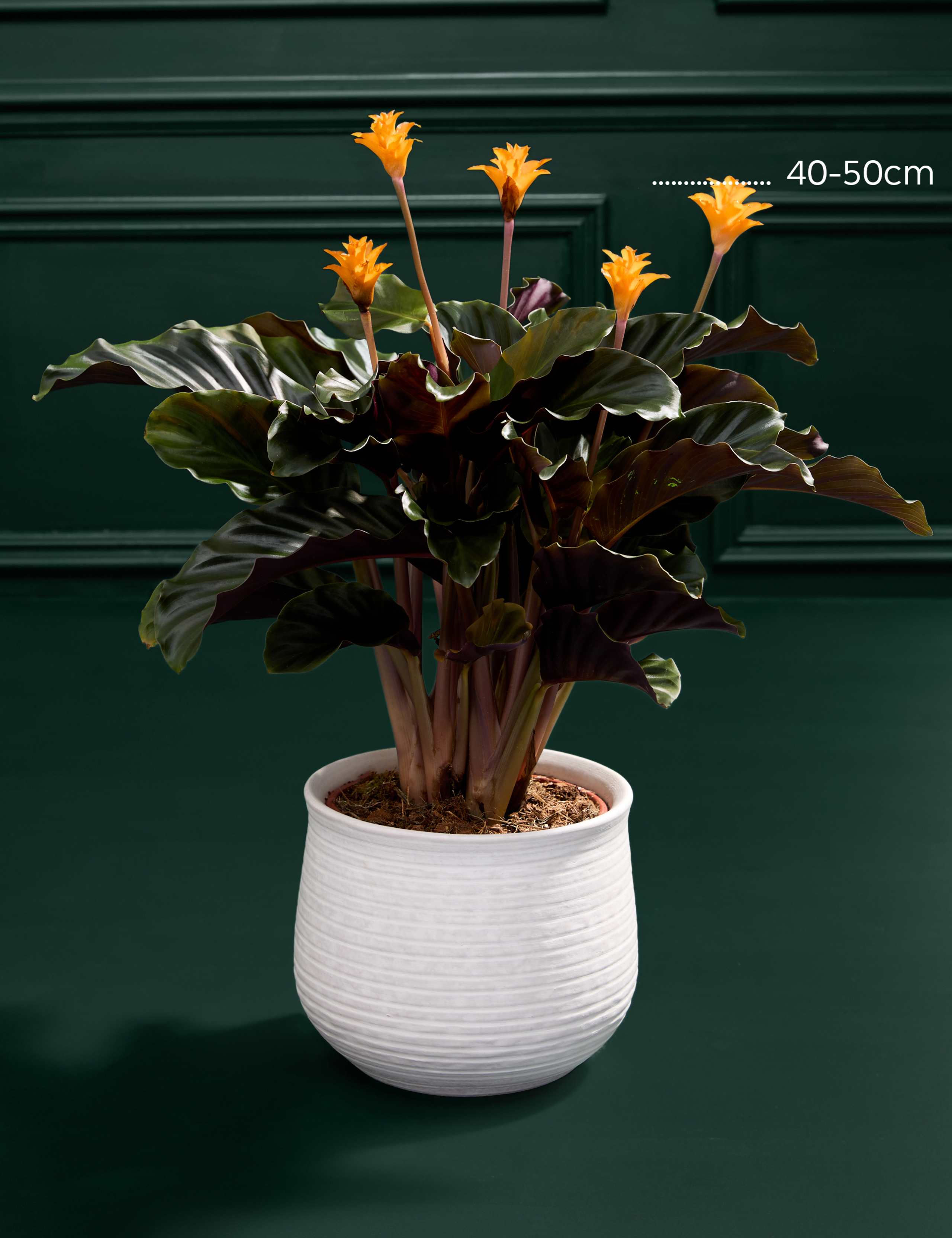 Calathea Crocata Plant in Ceramic Pot 3 of 3
