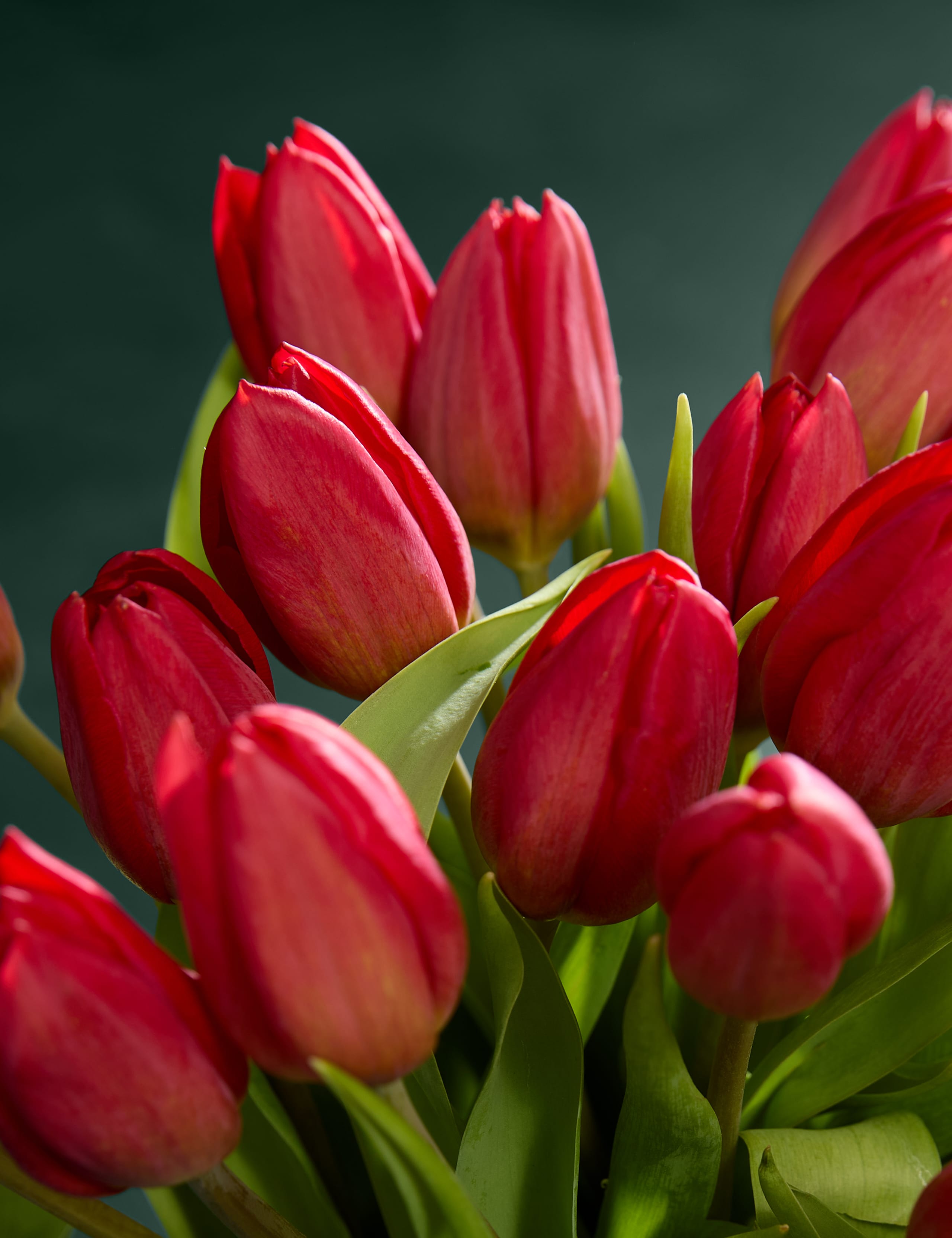 Valentine's British Red Tulip Abundance Bouquet & Prosecco 3 of 7