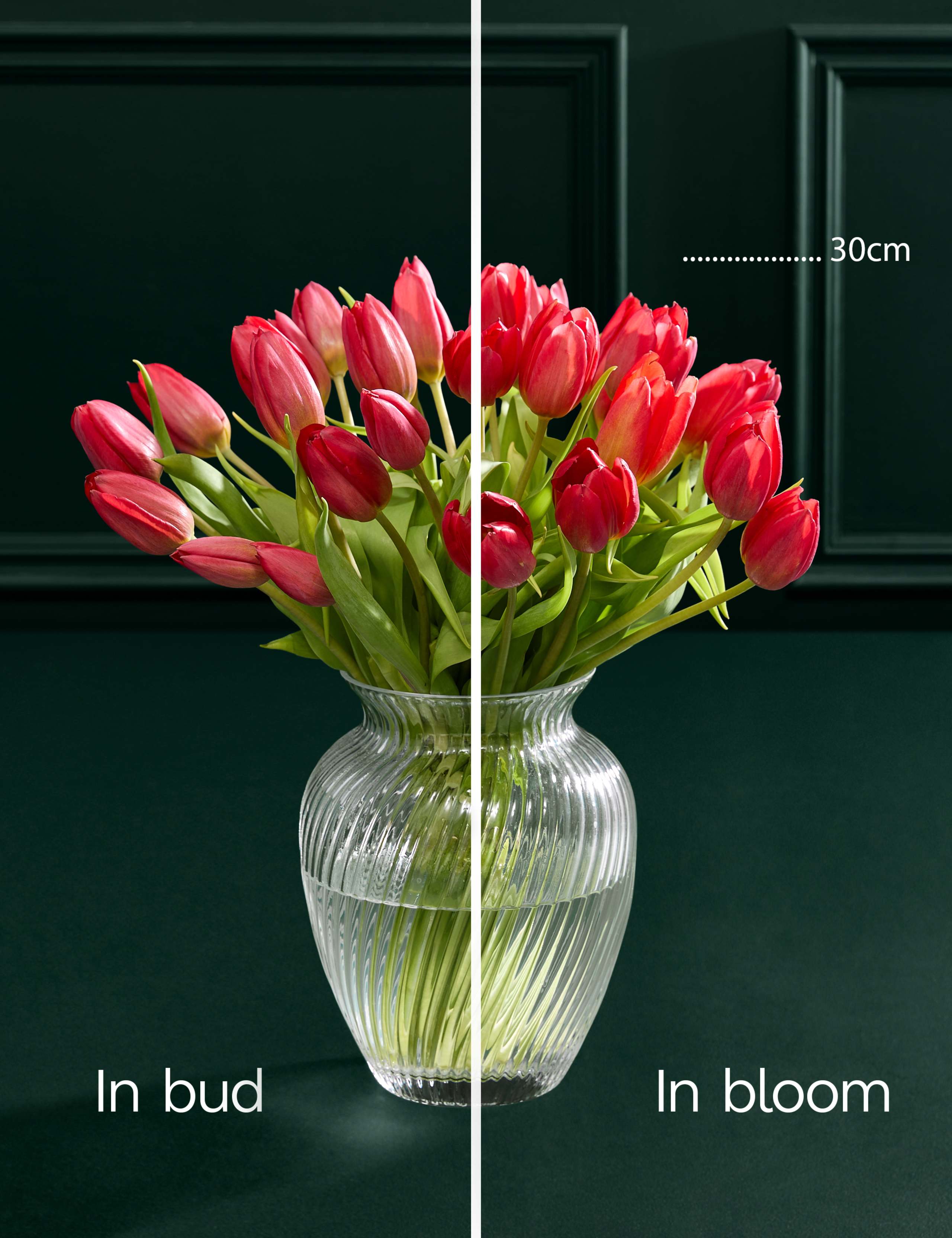 Valentine's British Red Tulip Abundance Bouquet & Prosecco 4 of 7